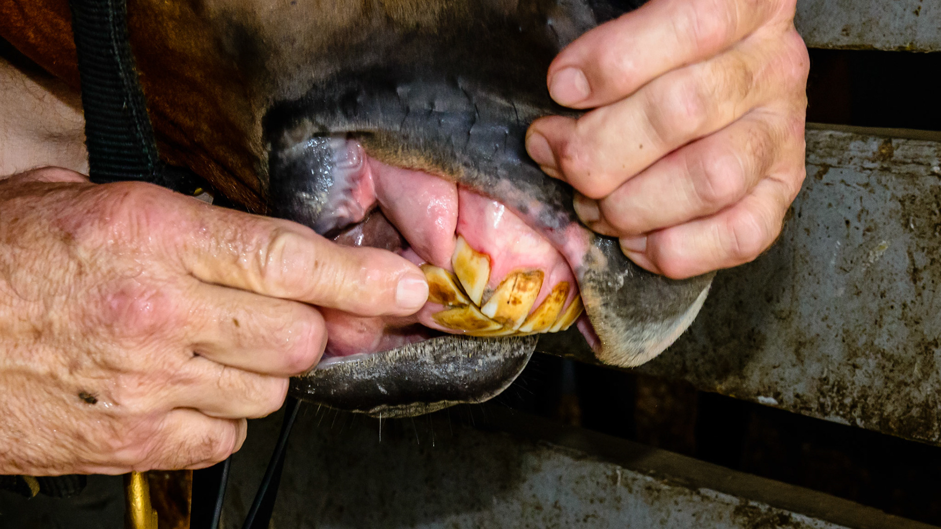 trauma to this lower corner incisor that has broken off a thin layer of enamel of the labial surface.  This won't be a problem though it had darkened alerting the owner that something had happened.