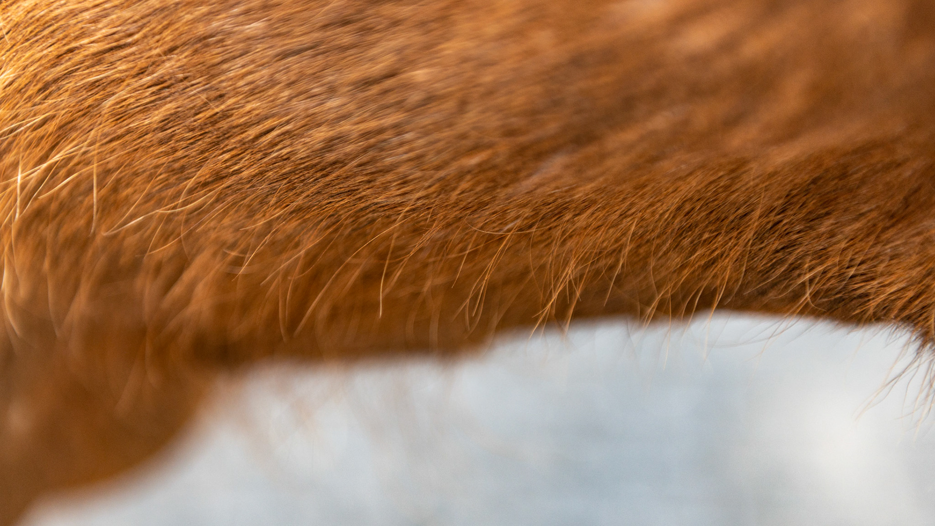 These long hairs are commonly found from under the jaw and down the neck to between the front limbs.  These are not to be confused with breeds that normally have long hairs.  These are long hairs where the rest of the body hair is shedding.