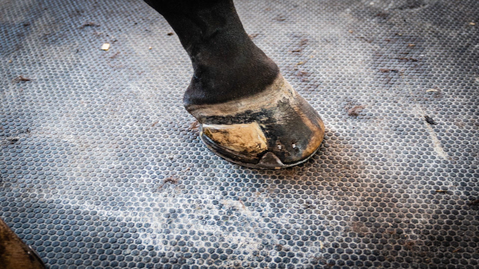 The patch is applied to the medial crack to the quarter of this hoof - hence the name quarter crack.