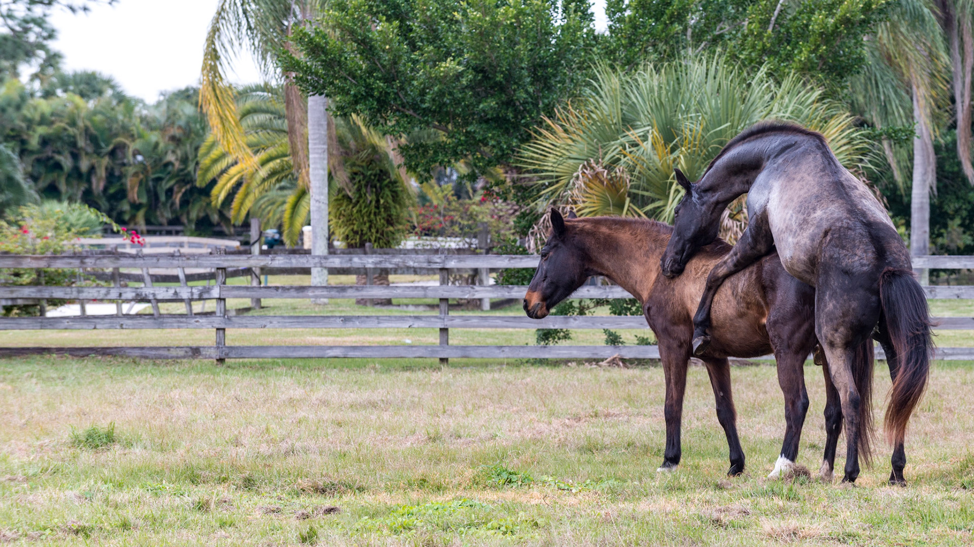 22/25 - Here is the classic position of successful copulation in horses.