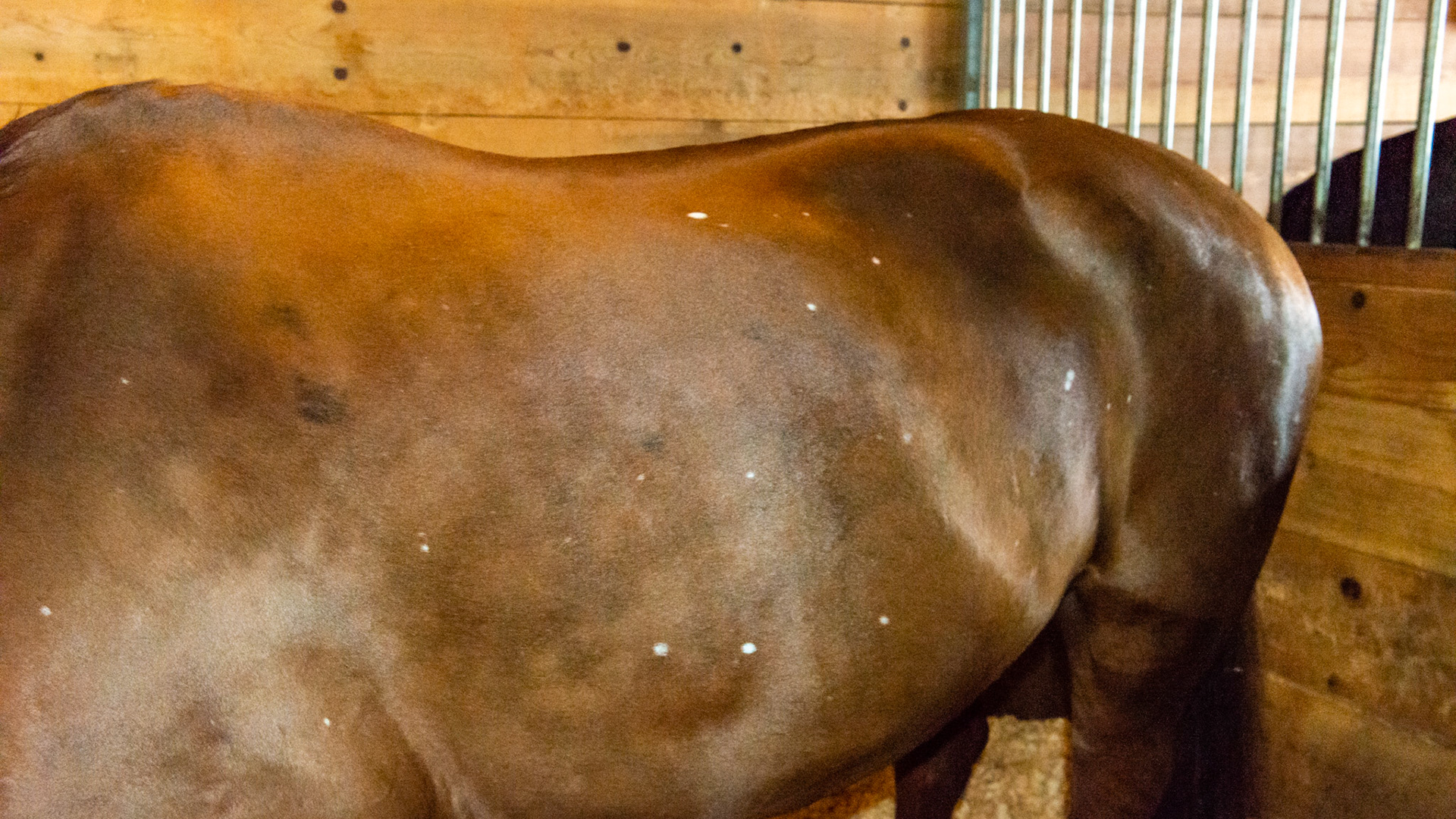 Leukotrichia seen in a horse with no history. The owners of horses with this disease usually report that the spots continually change. Because there is no reaction from the horse and that there is not a cause identified, this is a visual issue only for the owner. There is no cause and therefore there is no money to be made and no interest in finding a cure.