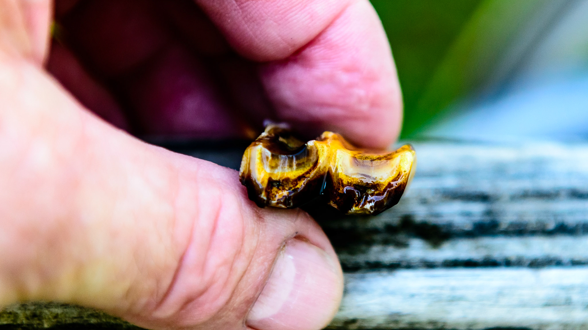 More cheek tooth fracture pieces.