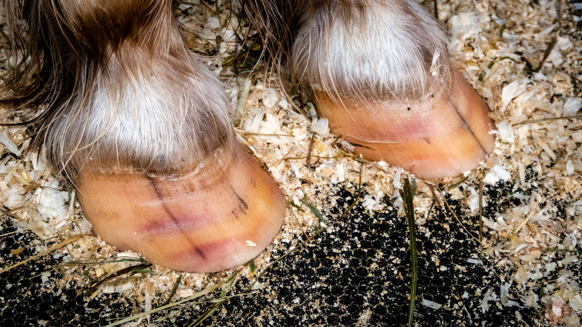 Red spots on the hooves of a horse kept outside during the winter in upstate New York.  These are commonly seen in white hooves and is not painful or a concern.