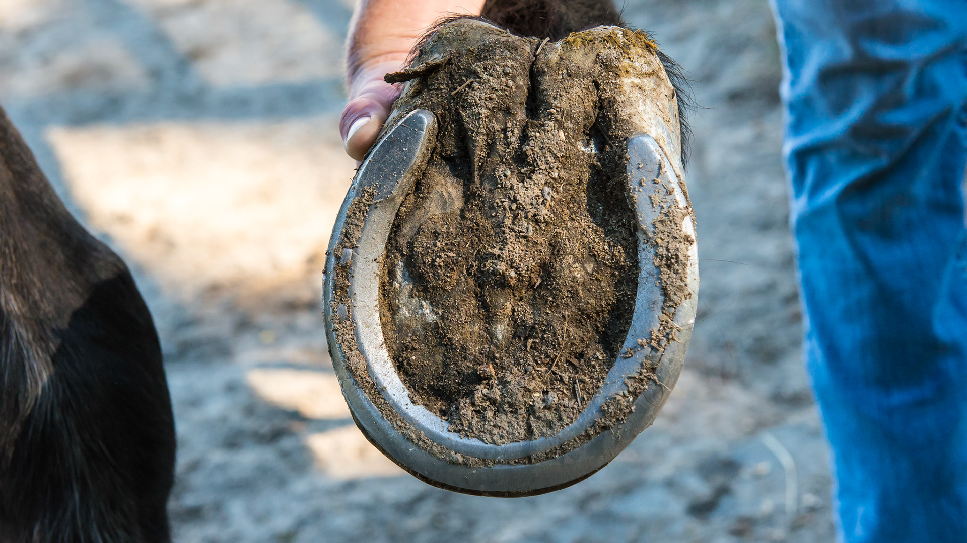 28 year old warmblood with platter like hooves. Note the long toe and low heel.  the heels are undershot with the wall touching the ground well in front of the bulbs of the heel.  He is not sound for work but does well in retirement.