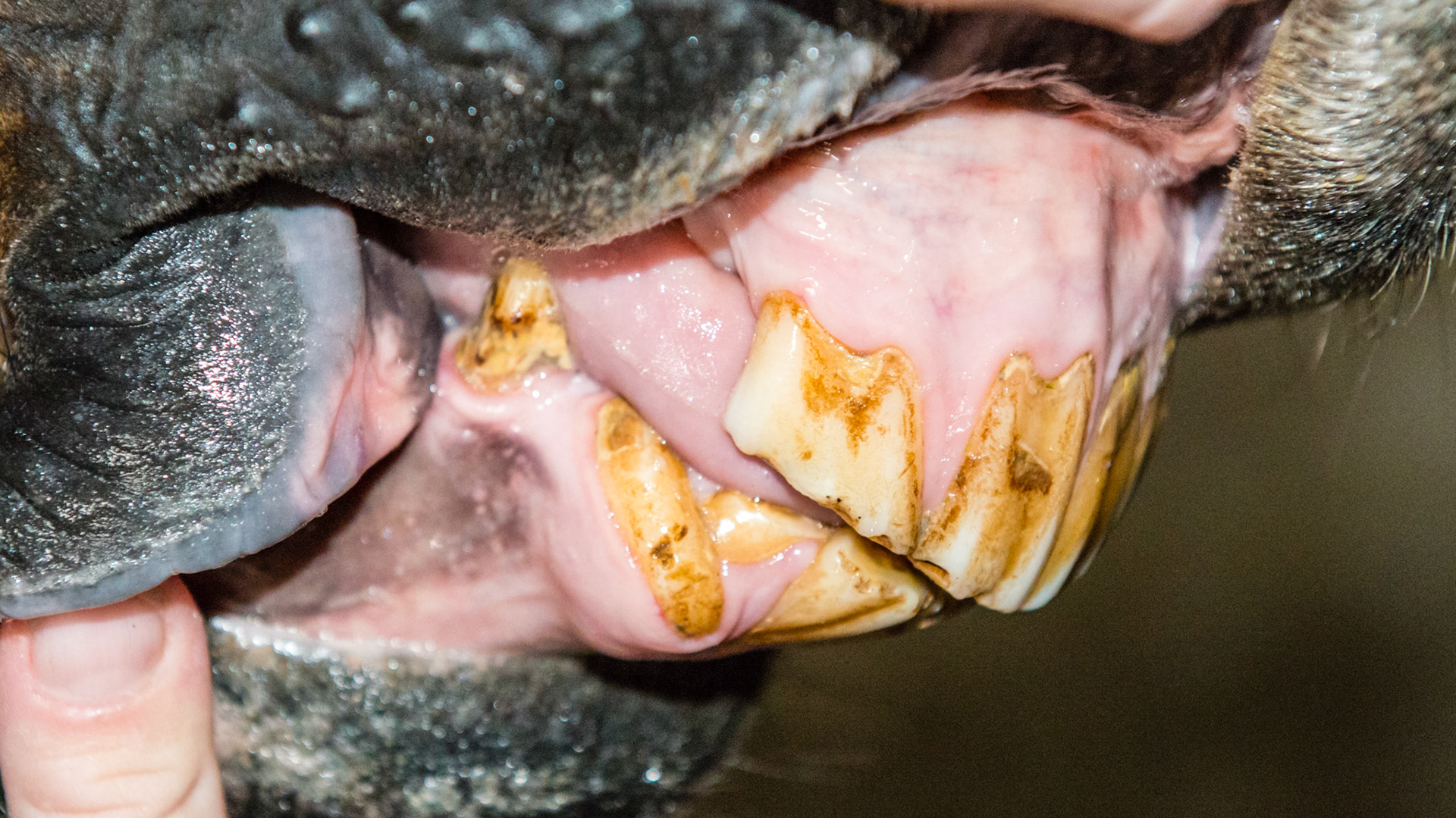 403 malformed and displaced with 83 retained.