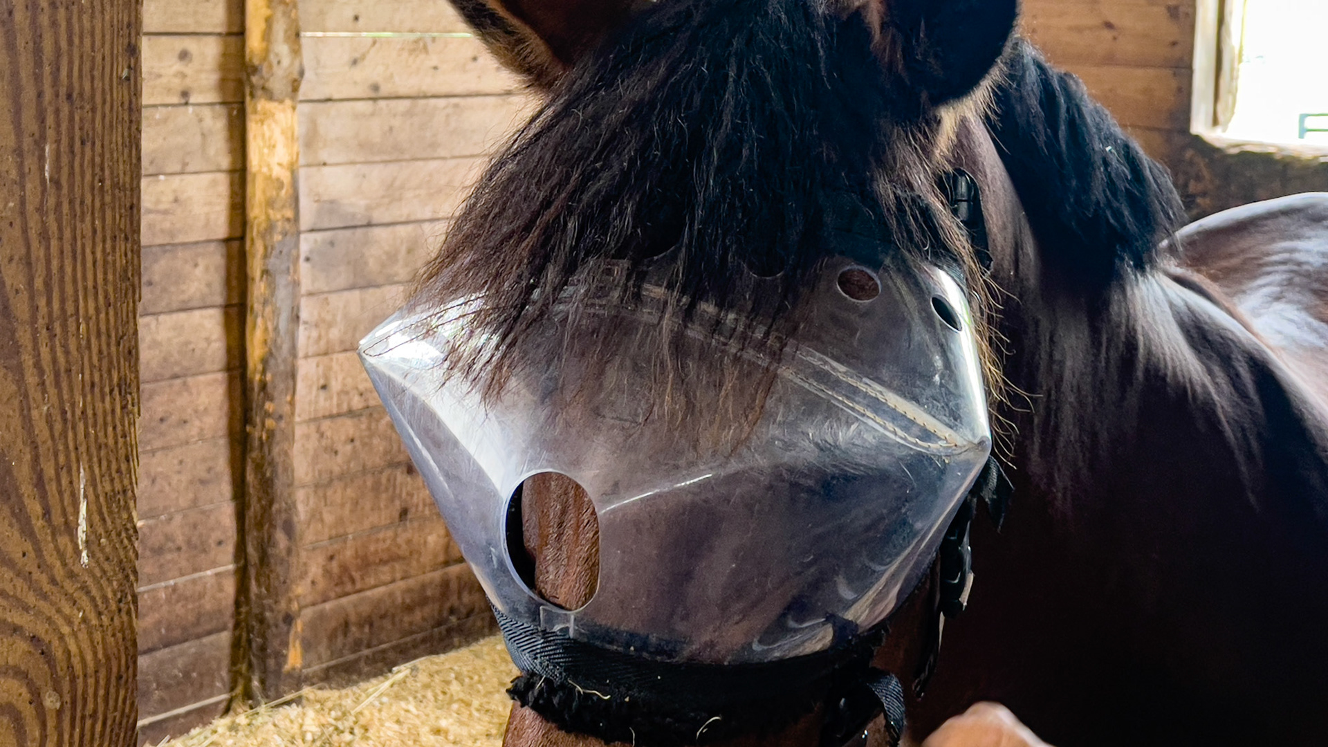 A protective visor for a horse with painful keratitis of the left eye. Note several large air holes and the durable material. The straps secure this well, and the horse feels comfortable wearing it.