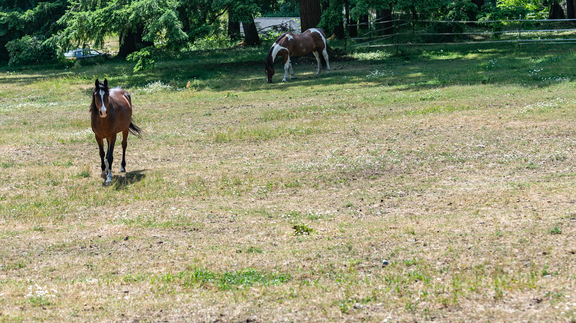 Horses prefer to eat the short grass rather than the taller weeds and plants