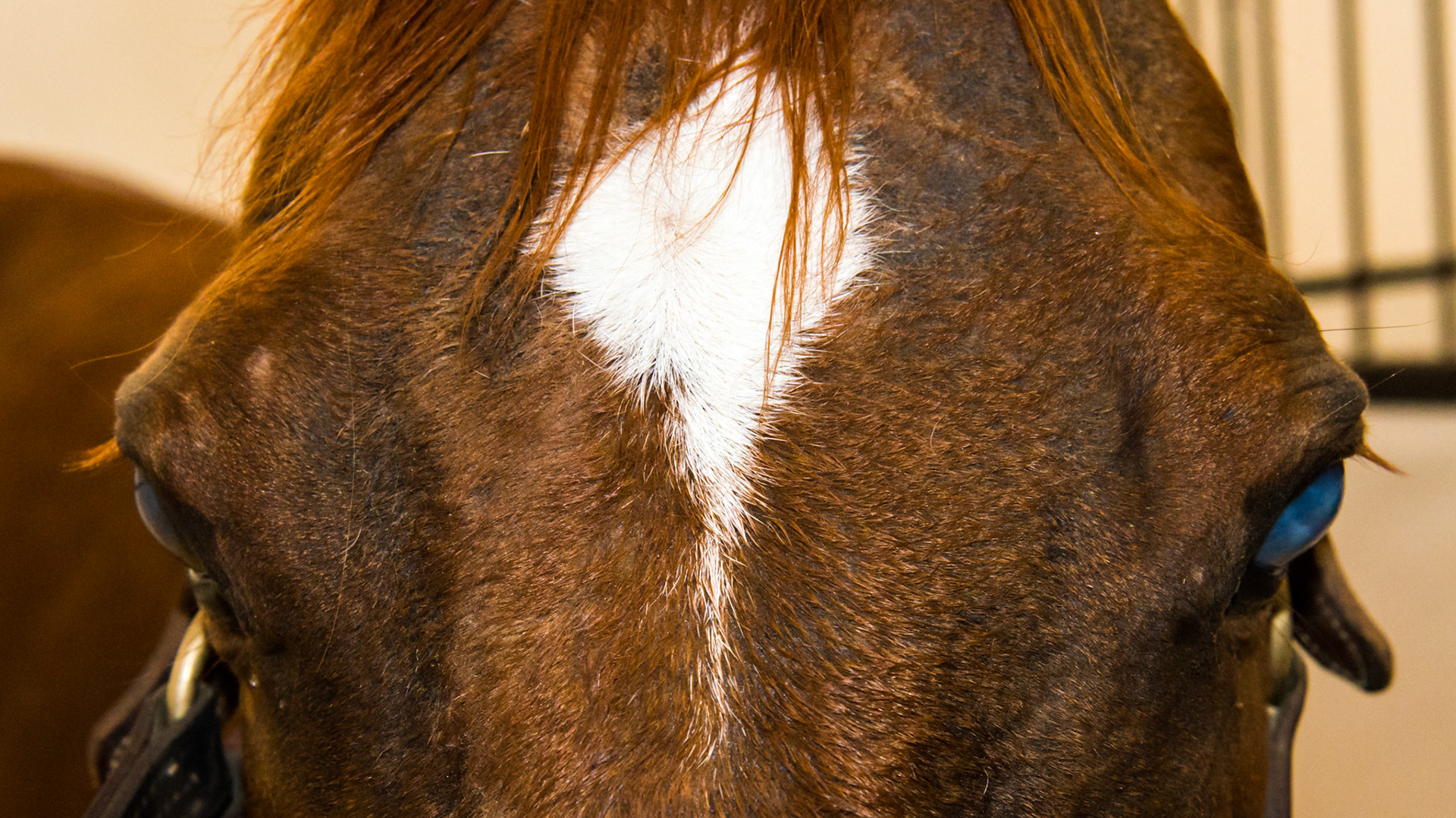 Horse A - Bilateral corneal opacity - blind in the right but she could see the flash in the left eye