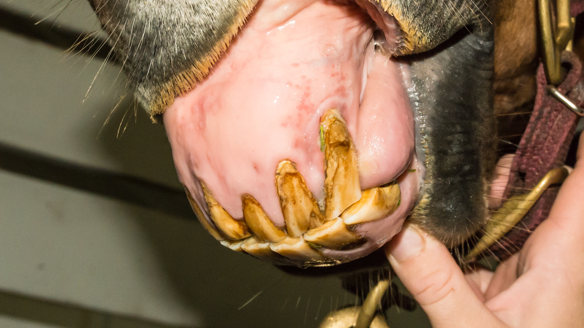 EOTRH horse 6a and Horse B cribbing rings- 6 months after removal of the screw set in-between incisors to prevent cribbing.