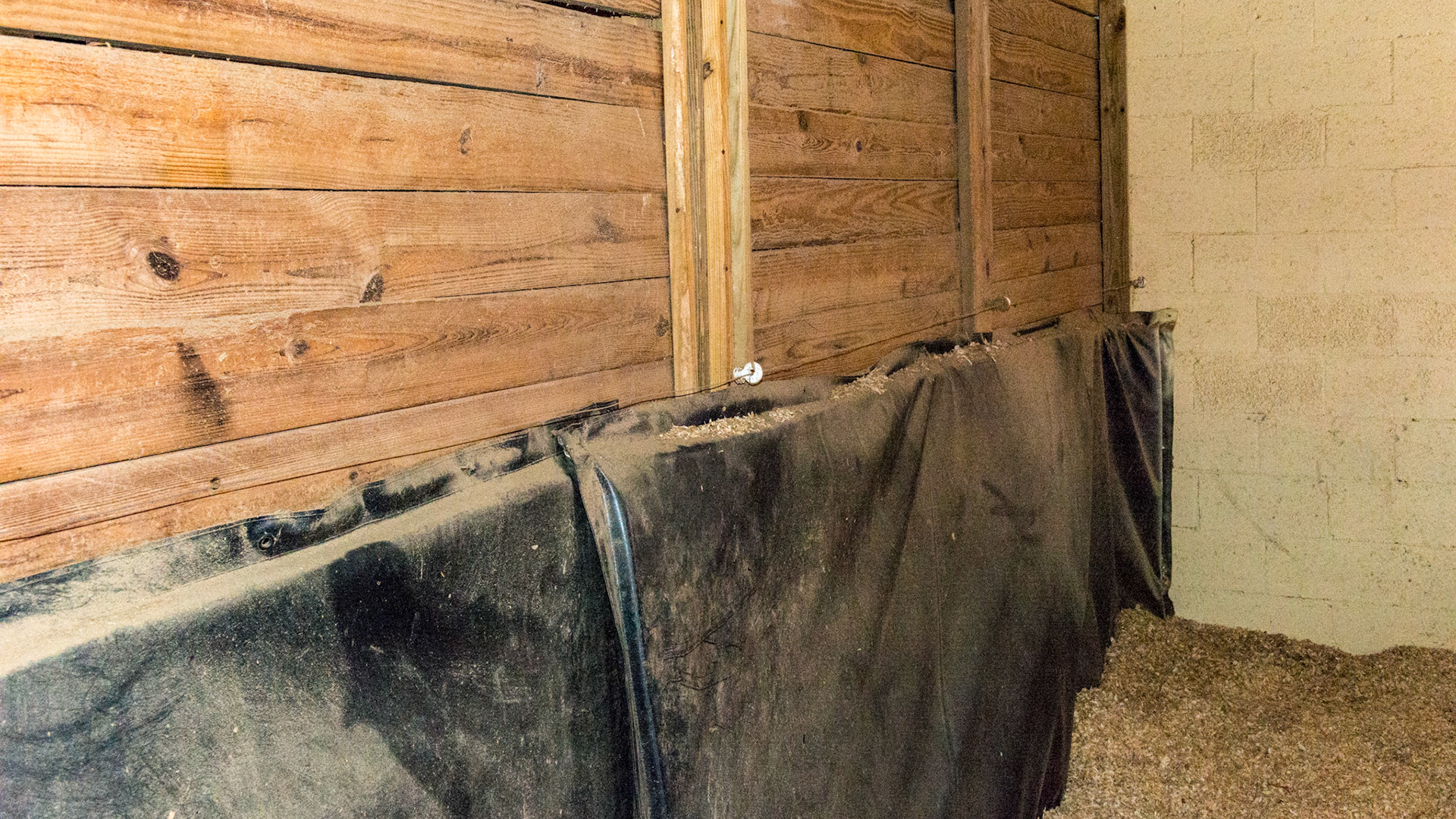 Horse A - The electric hot wire protects the top edge of the stall wall kick mats.