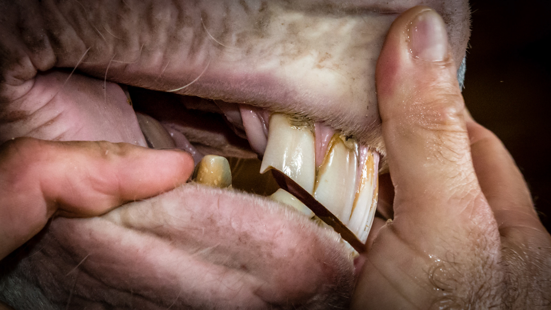 Over-eruption of 103