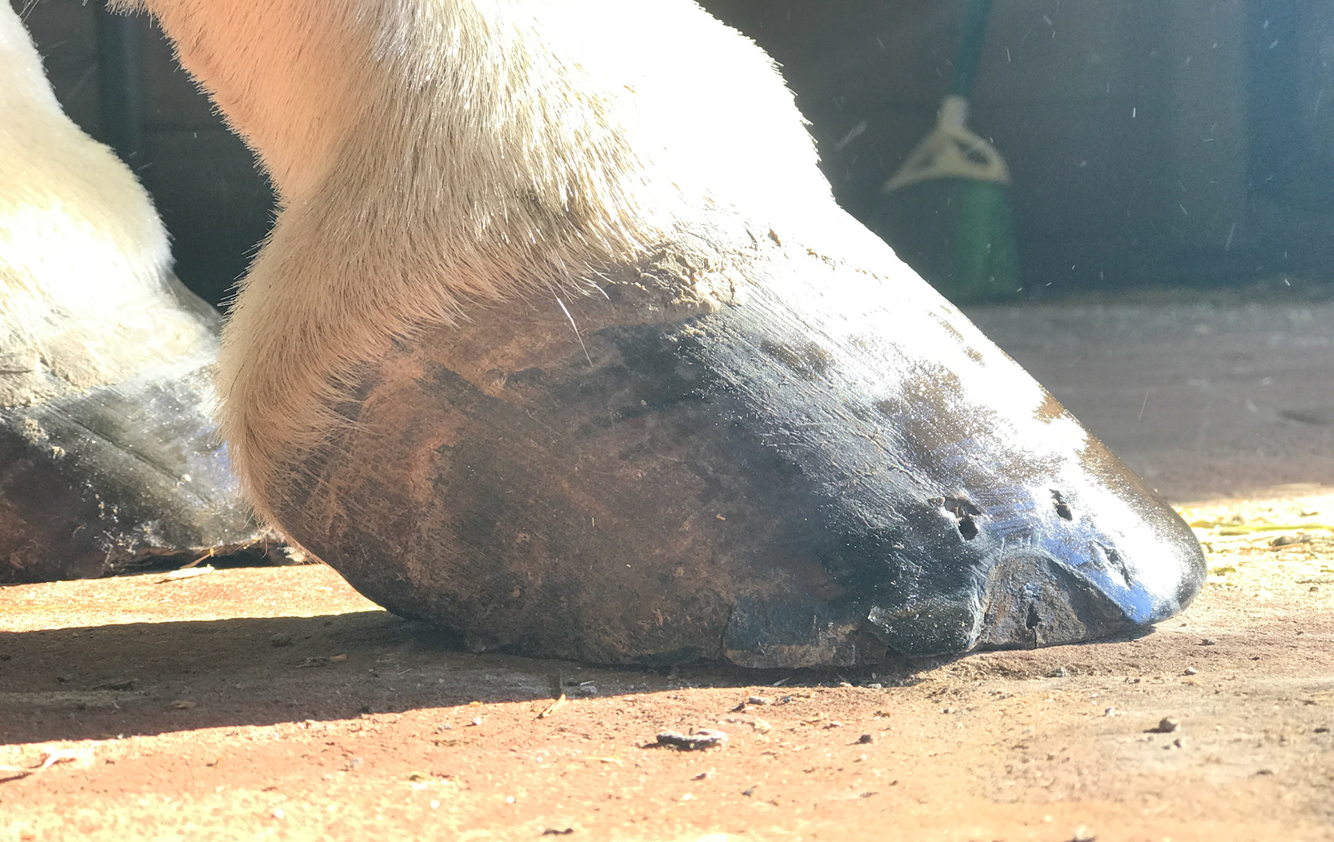 Broken pastern - hoof axis with under-run heels. Note the amount of distance from where the last part of the hoof touches the ground and the vertical line dropped from the back of the heel bulb.  An image from the sole view will show how far this hoof is under-run giving no support to the caudal part of the hoof.  This confirmation is classic for the development of caudal heel pain / navicular disease which this horse has been diagnosed with.