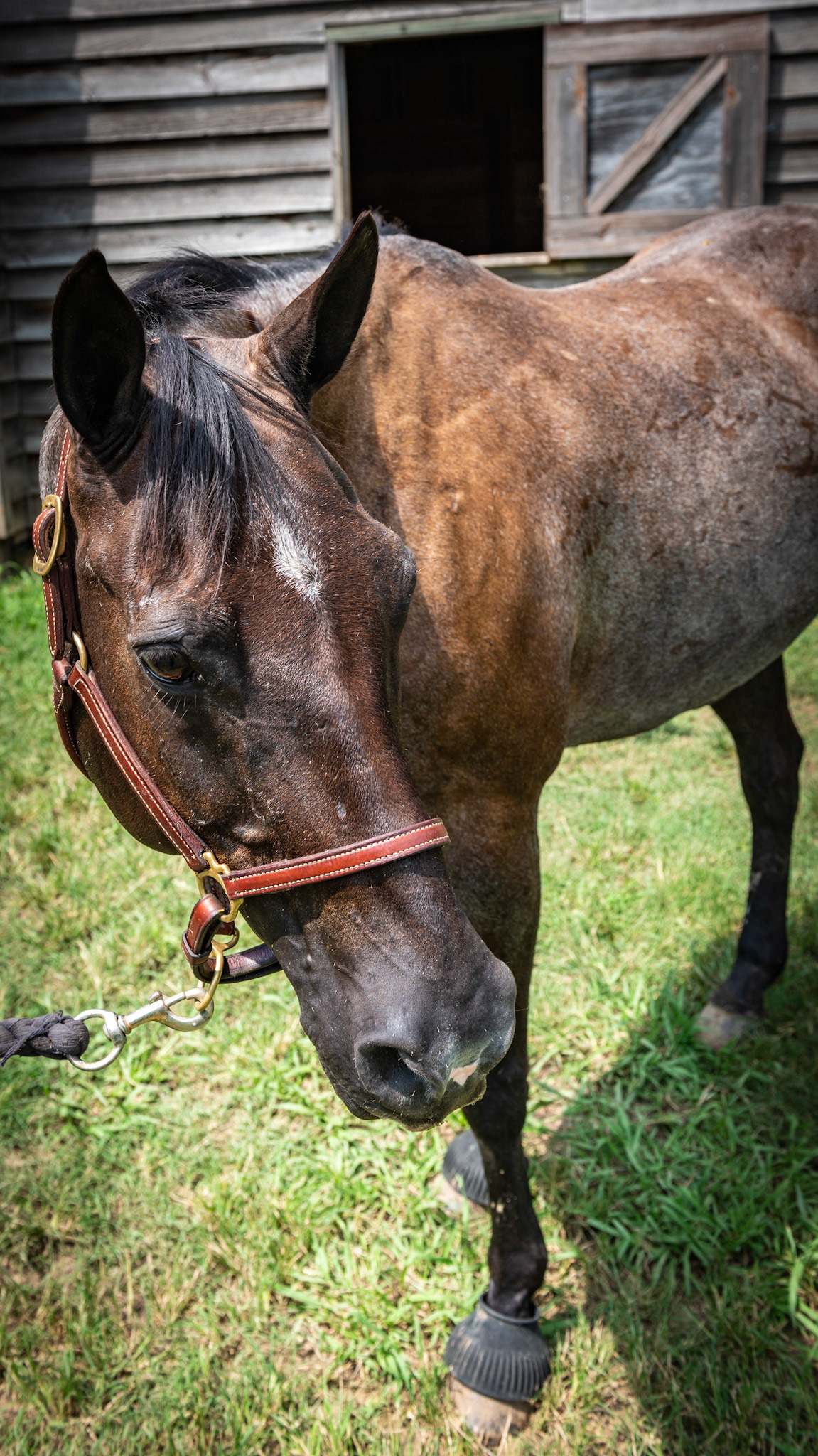 Bay or blue roan - Solid head with a body covered in gray hairs that do not become grayer with age. This is a bay roan or what some call a blue roan. This 23 year old has some gray hairs here and there on the face.
