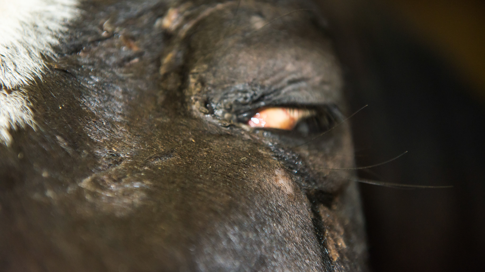 5 day old trauma of unknown cause to the left face and orbit. Eyeball is displaced down and is unresponsive to menace (blind) and does not move. The lids close and there are abundant tears. The horse appears happy and shows no pain when touching the area. On antibiotics and antiinflammatory medication.  DMSO was suggested to diminish periostium reaction. This horse will live a long life with a sunken face and blind in the left eye.