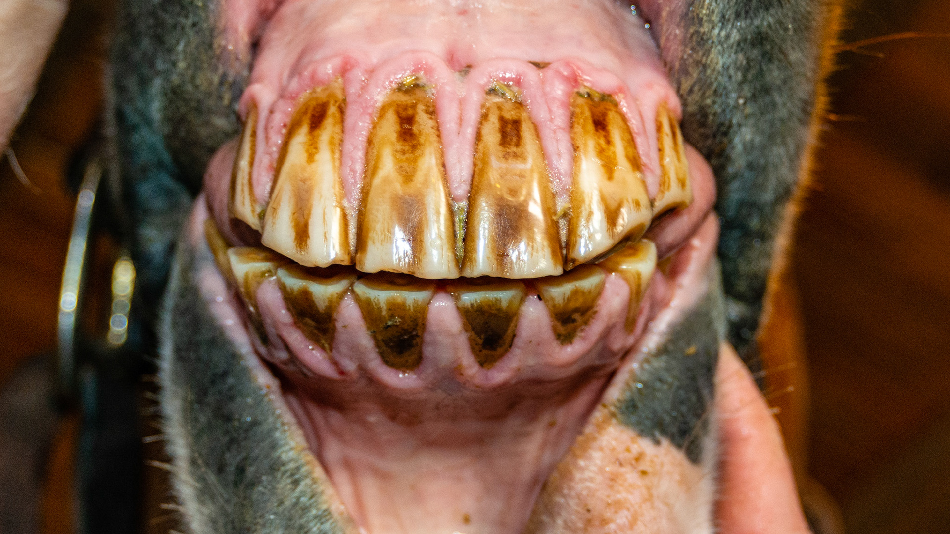 Hyperplasia of gums surrounding incisors and canines that is a precursor to EOTRH. Note the receding gum line leading to root exposure and the cobblestone roughening of the gums.