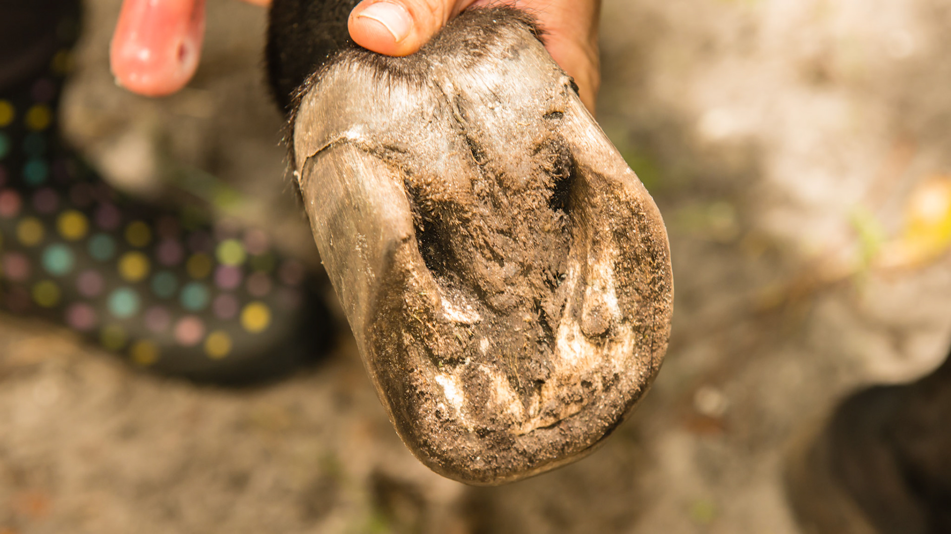 Mini w/ chronic laminitis that started 8 yrs ago - no signs of hoof pain today BSC = 5