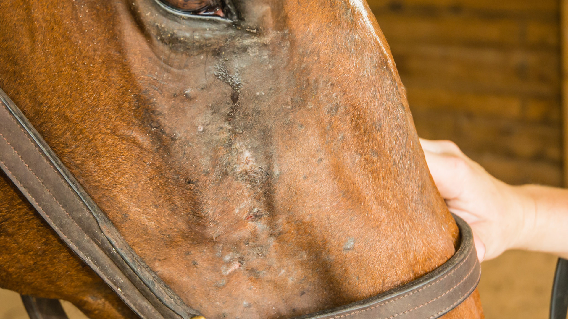 Horse B - culicoides (biting midges) sensitivity on the face.