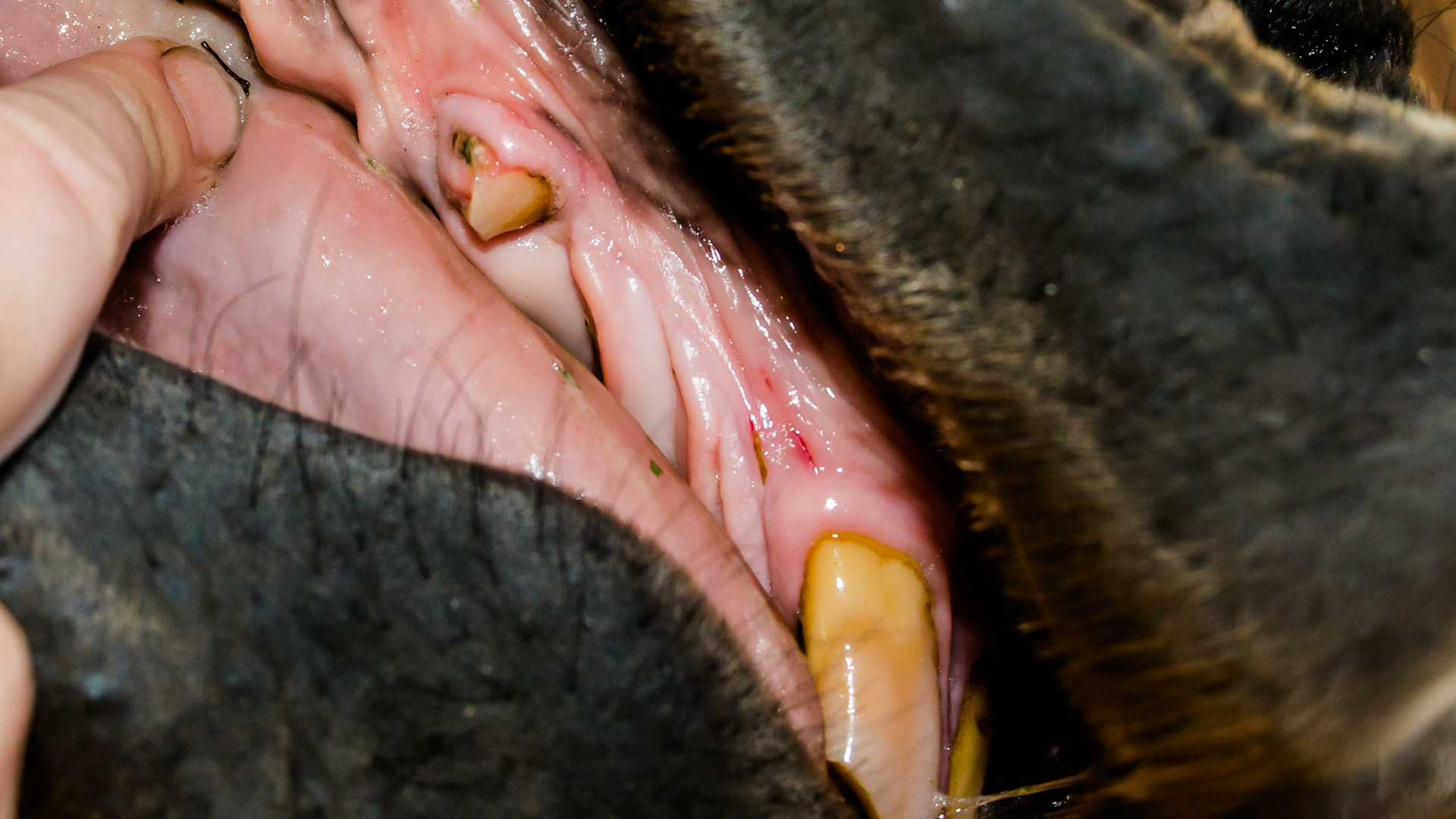 Both upper canines either broken or decaied with central area filled with granulation tissue - 6 yr old