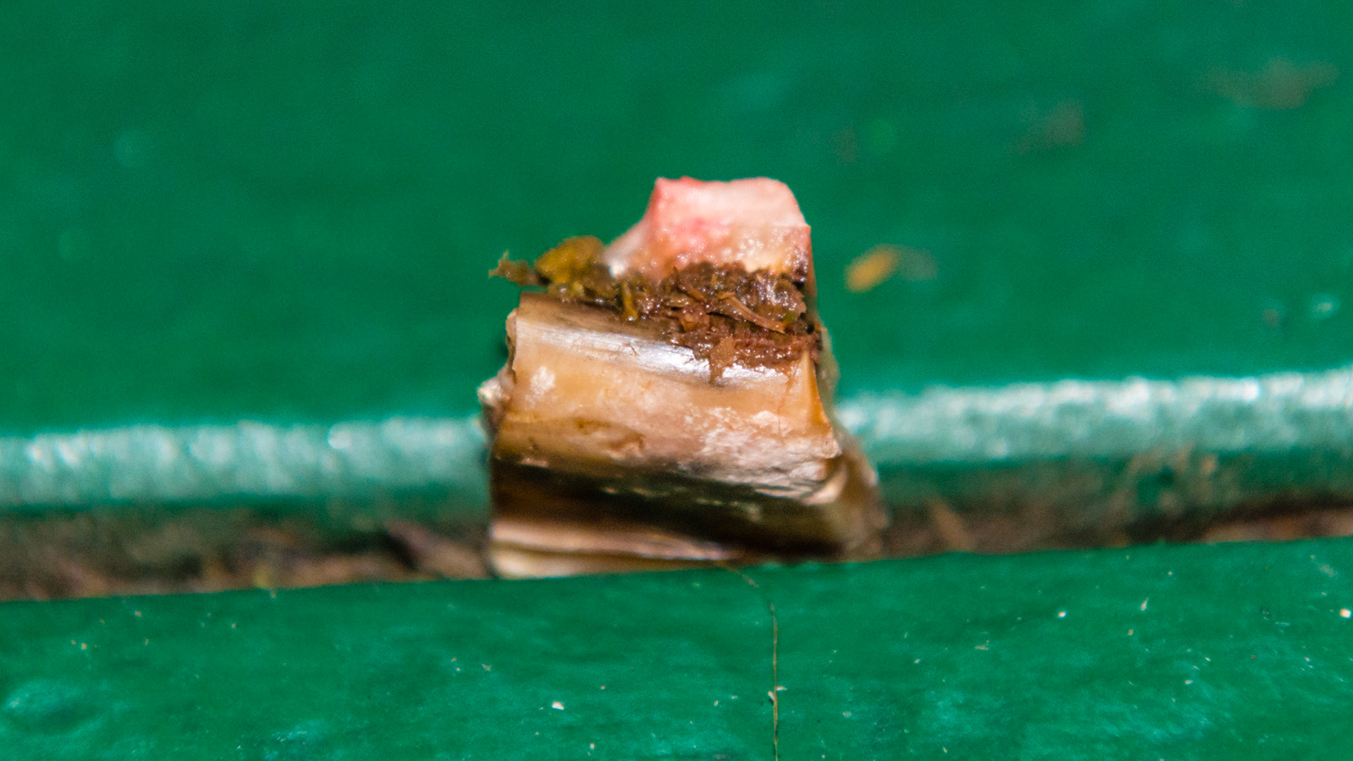 More cheek tooth fracture pieces.