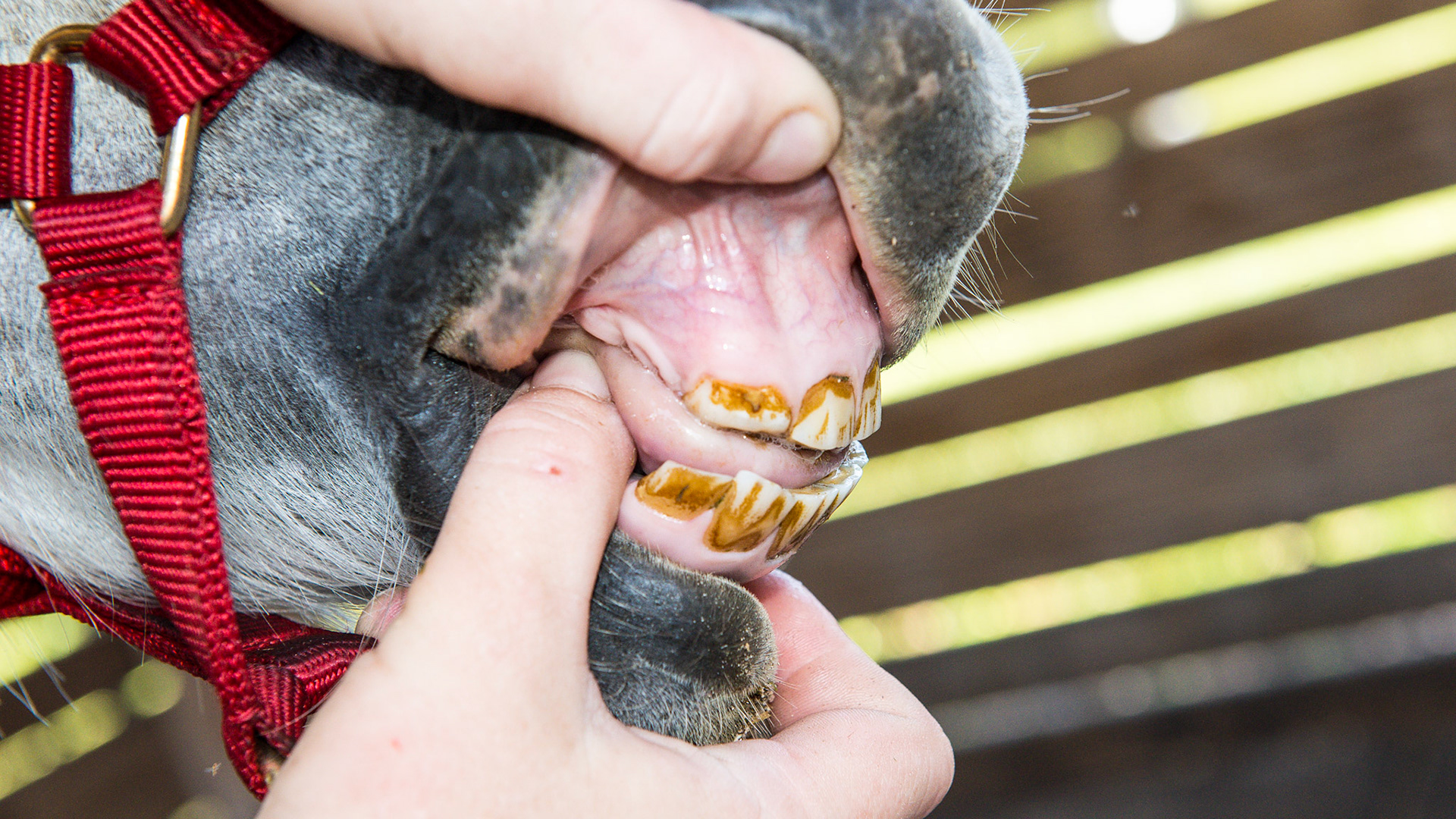 Incisor absence horse 2 - 7 yr old mini horse with #103 absent and 203 is rudimentary with overerupted hook on 303.