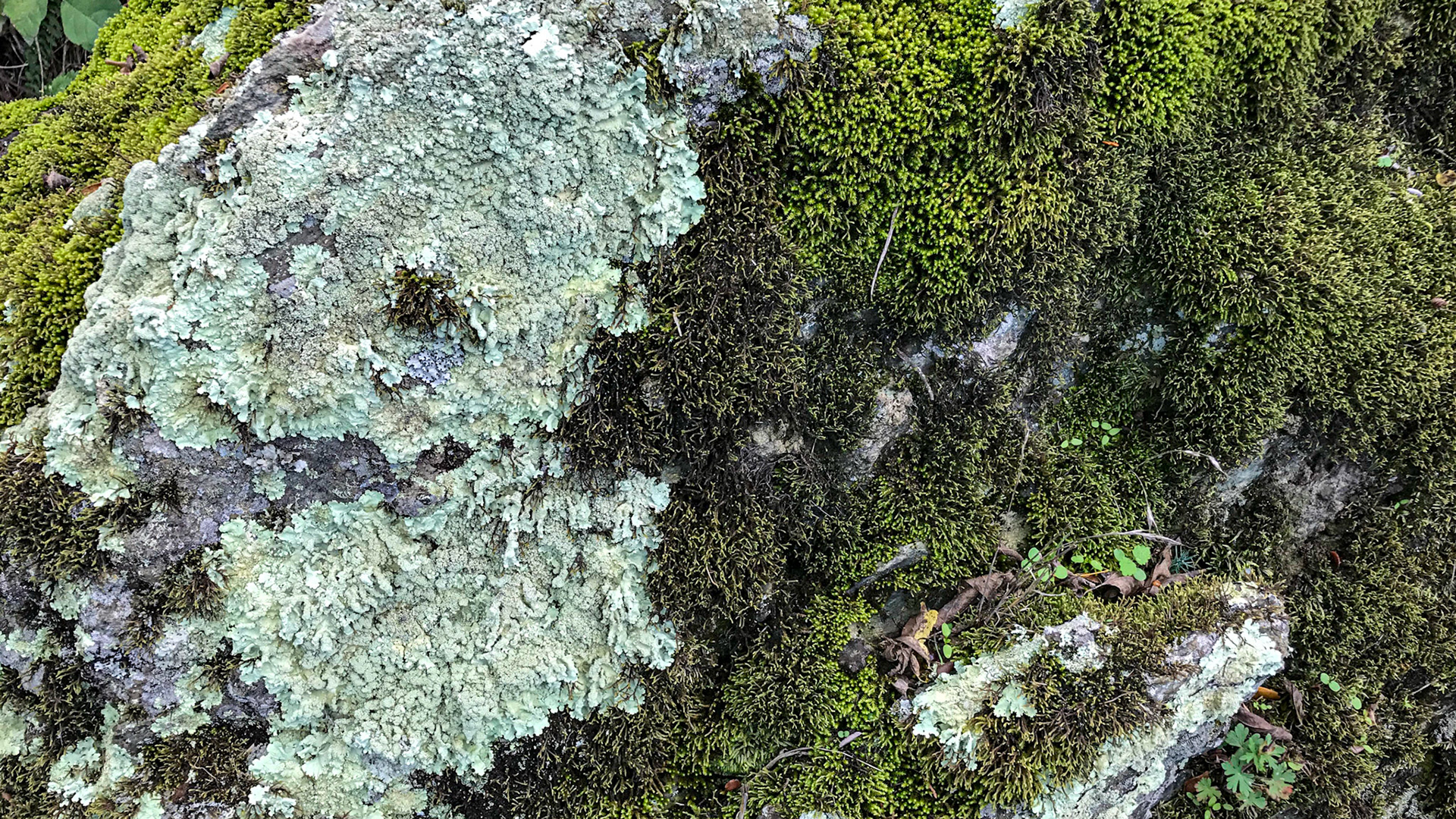 Lichen growing on rock.