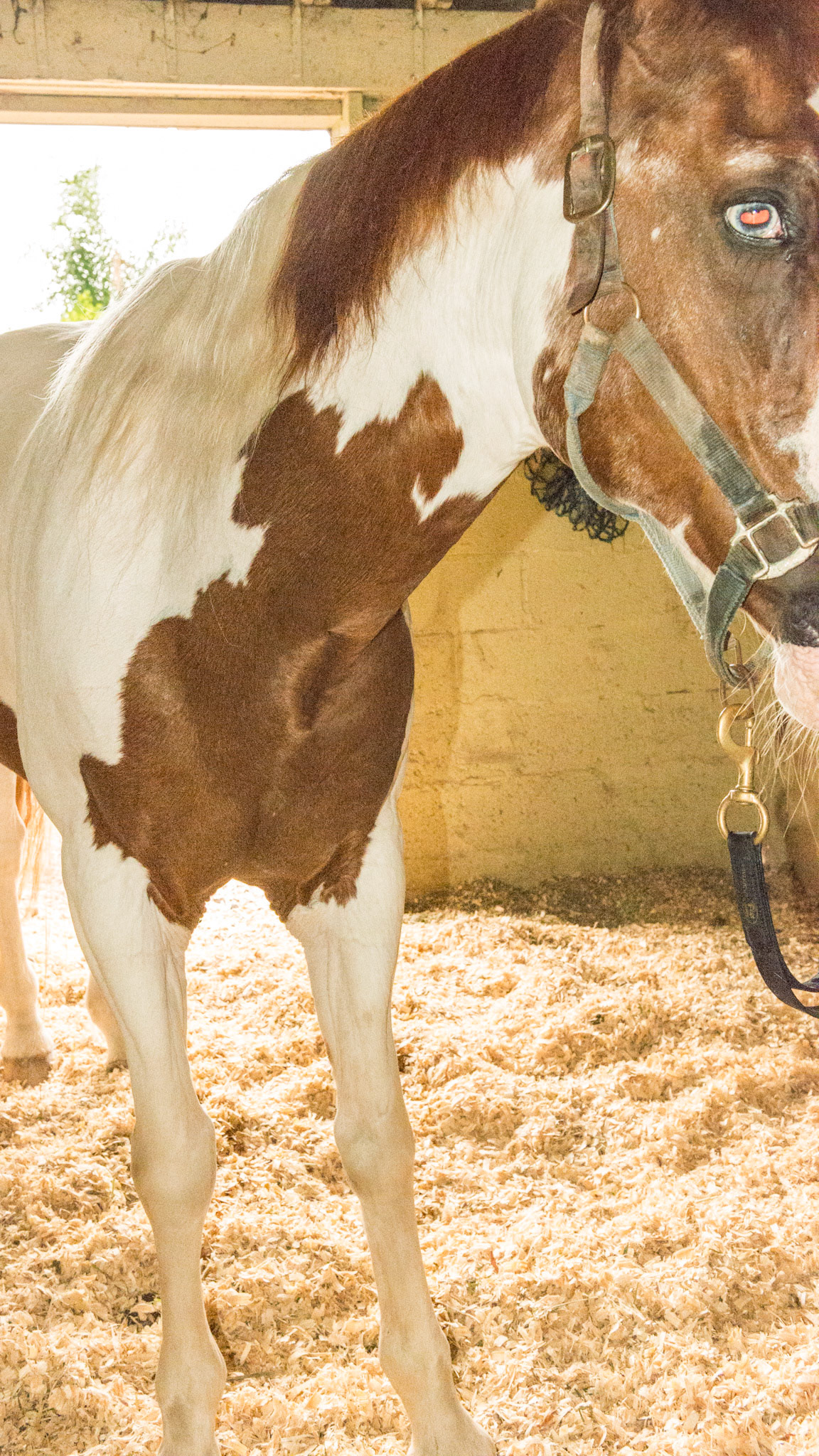 Horse C - BCS 4 - Moderately Thin - Spine ridge and rib outline are visible. The tail head may be visible. Tobiano skewbald