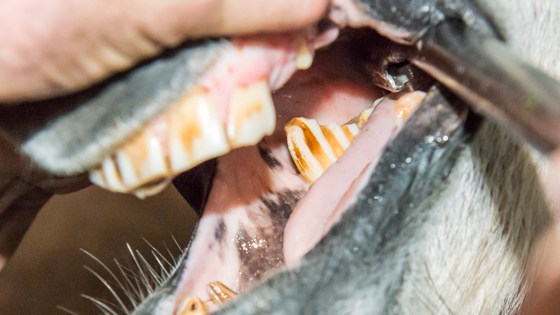 Lower 6's have hooks and the upper 6's are "smashed in".  This is typical in a pigmy mini of unknown age.