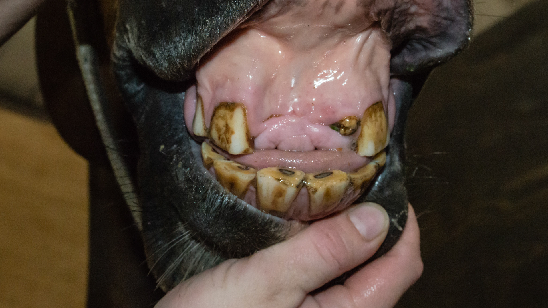 Incisors 101 and 201 missing - this is very common as the horse falls and lands on his nose