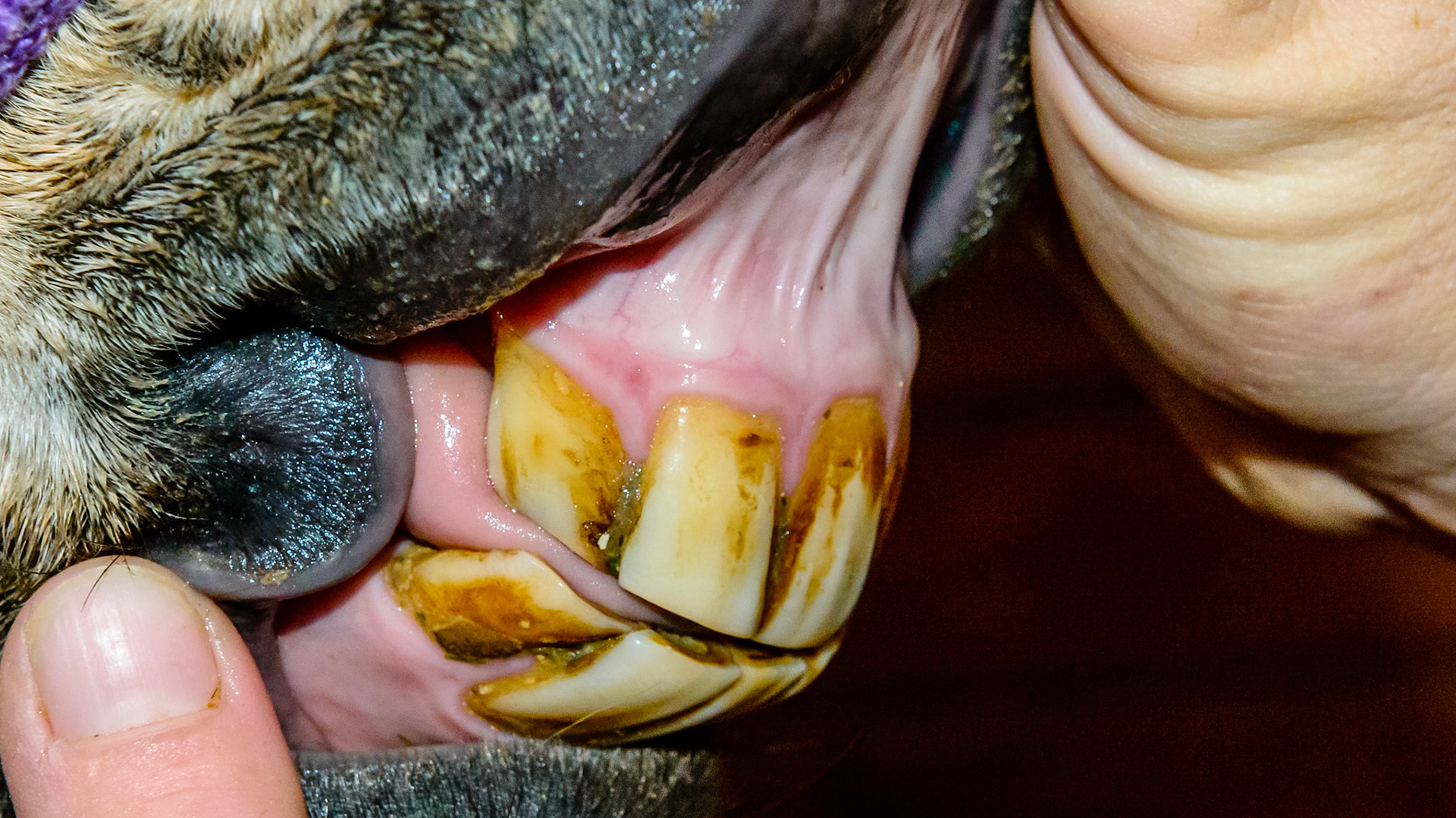 The corner incisors here are shifted towards the inside of the arcade.