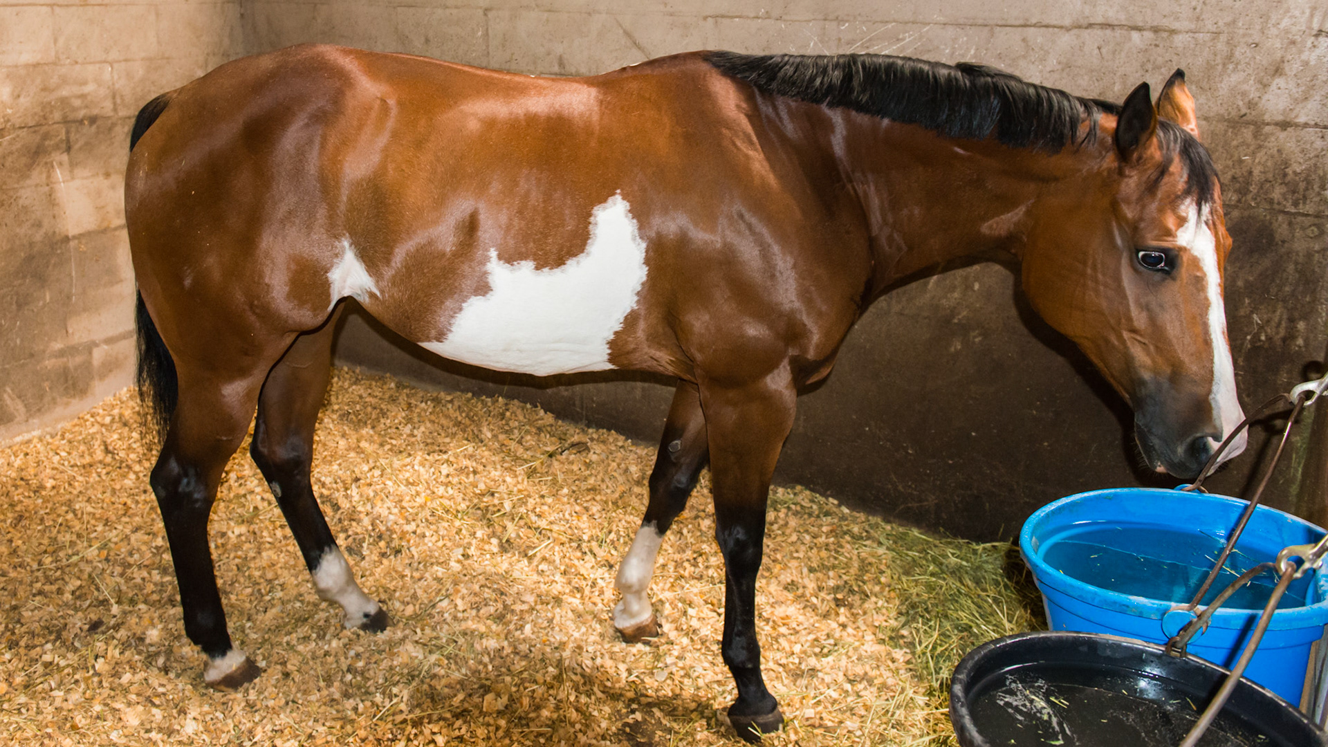 Blood bay has the black legs, mane and tail but the rest of the body is a reddish brown or mahogany.  A regular bay has a darker, almost black body. He also could be called a skewbald because of the large white marking on his body.