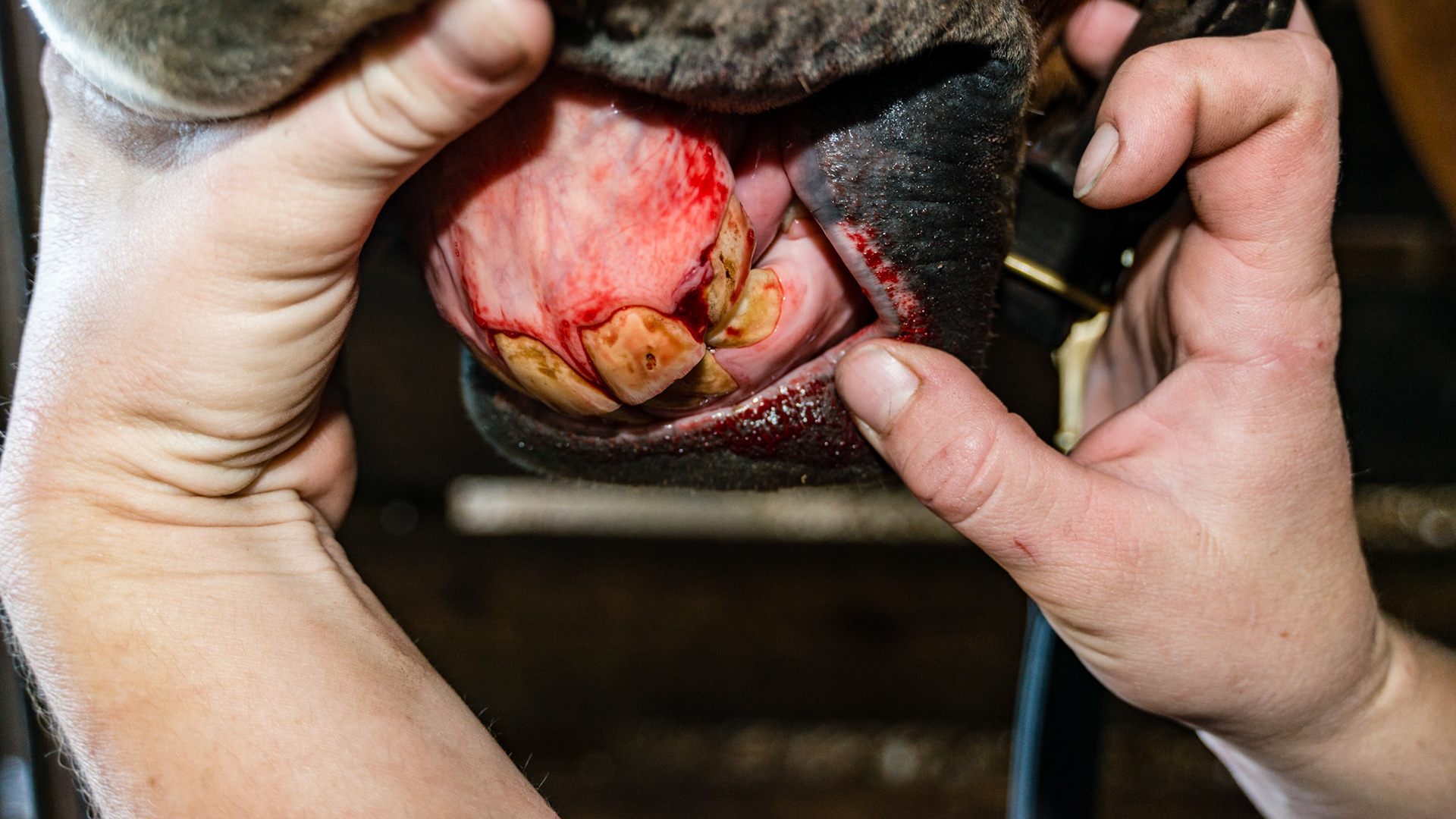 Horse B - Retained cap in 8000748 removed