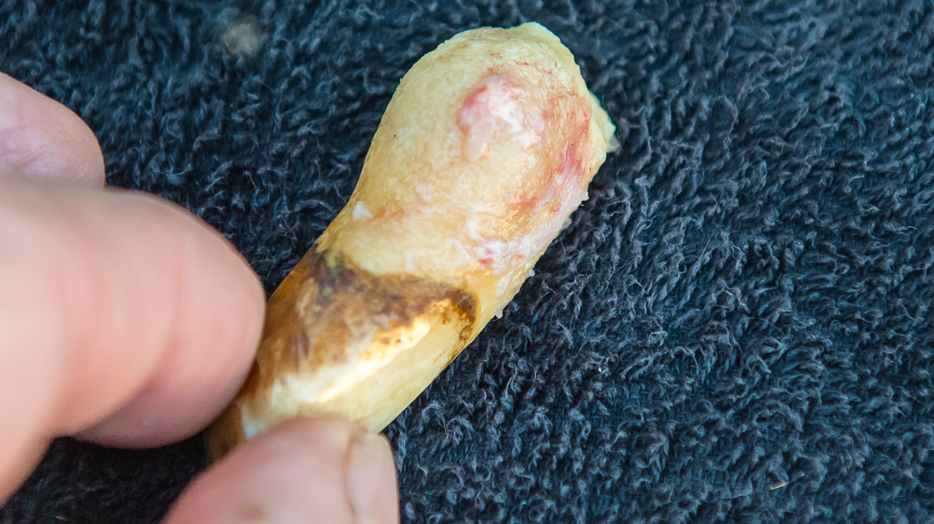 EOTRH horse 18 - 20 yr old Bay QH-Paint G #303 loose and painful. Proliferation of cementum with cobblestone surface and slight gum attachment holding the tooth in the mouth. The crown is between my fingers. This tooth was easily extracted using finger pressure with IV analgesia.