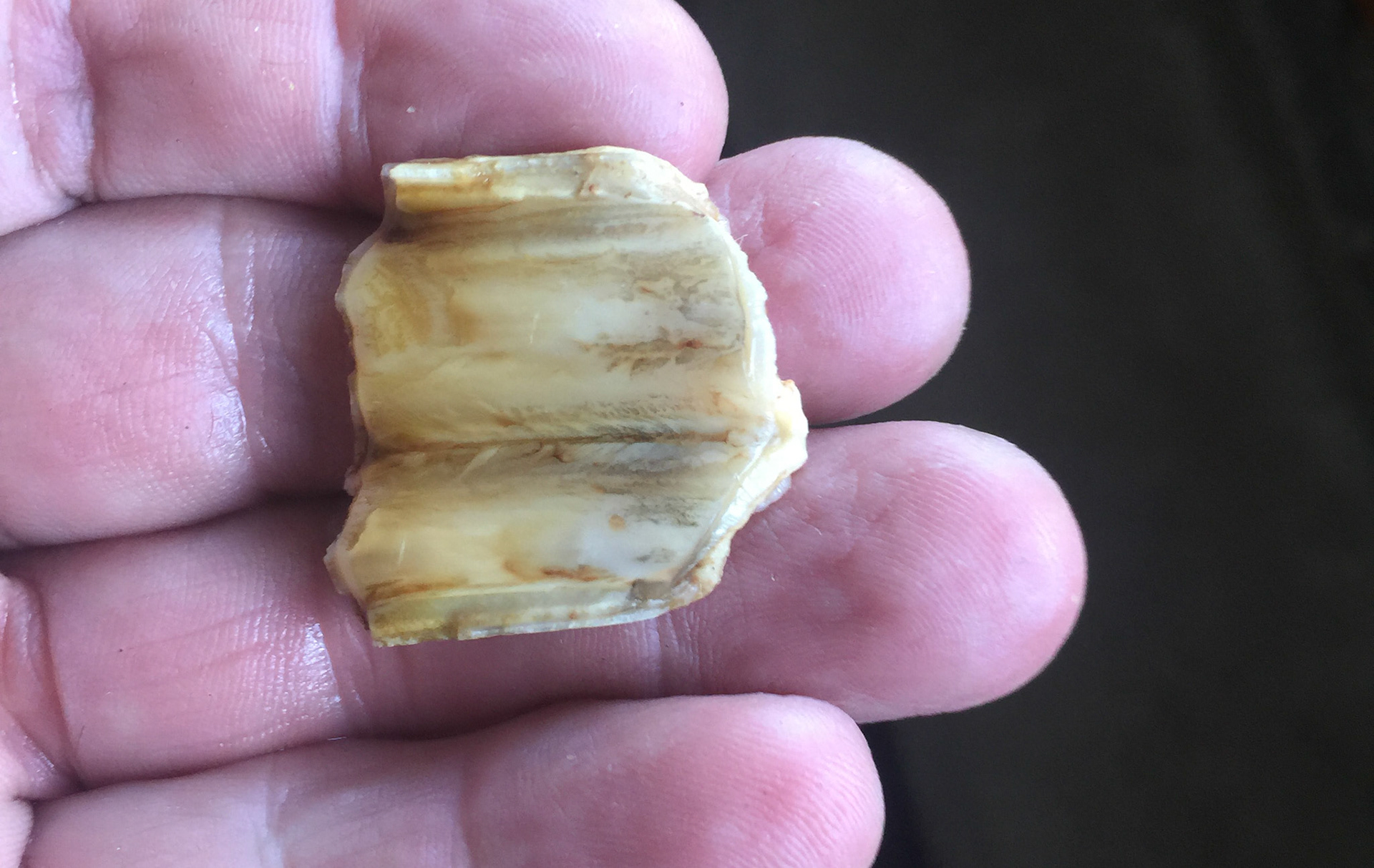 A thin cheek tooth fracture piece.