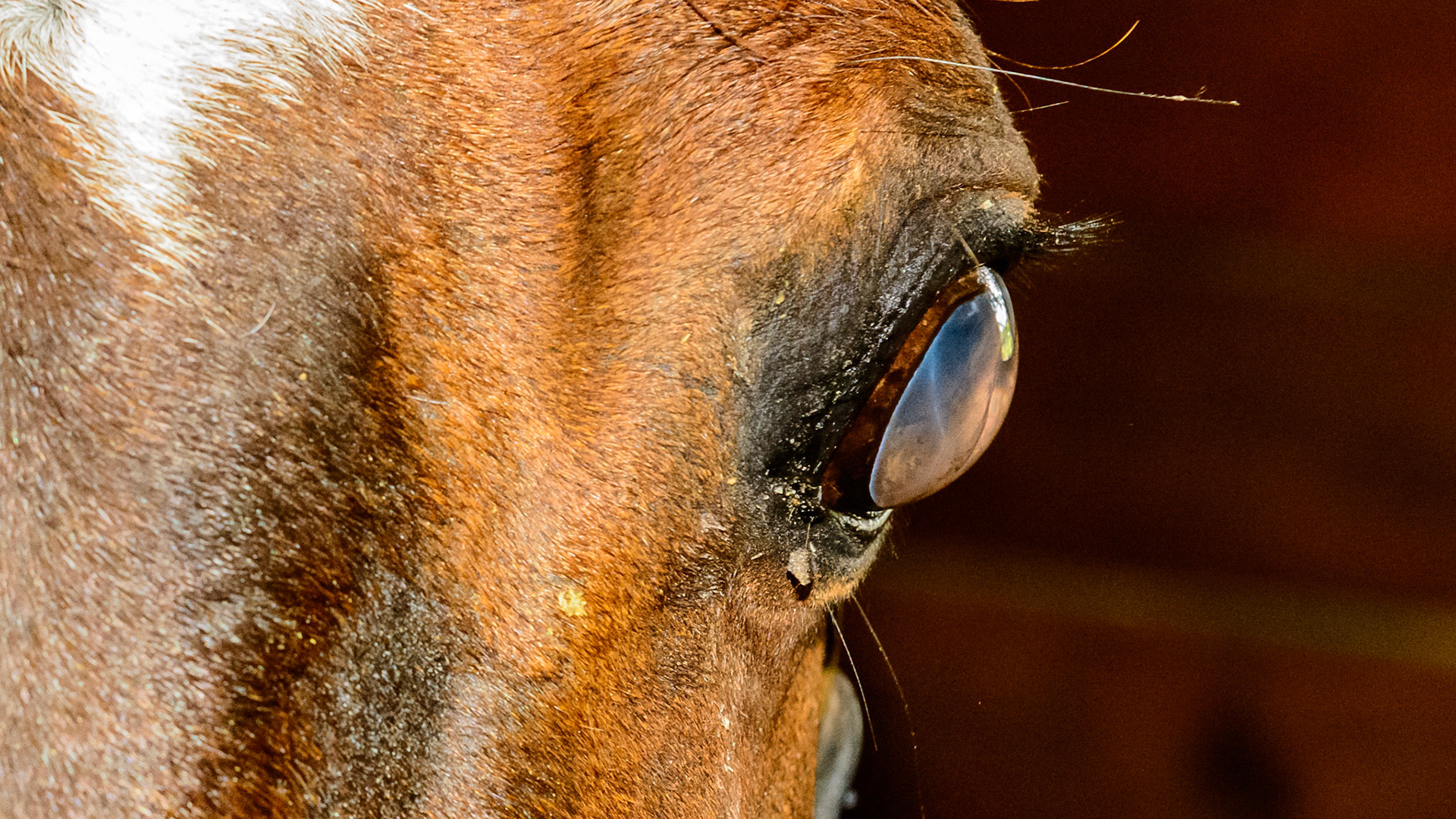 Glaucoma of the left eye. Sudden onset of unknown origin. Intraocular injection of an antibiotic killed the bacteria causing the blockage and decreased the pressure within the eyeball but the damage was permanent.  The horse is blind in this eye but is pain free.  Daily doses of a topical NSAID keeps the pressure around 70.  Normal is about 10.  Note smaller pupil of the unresponsive damaged left eye.