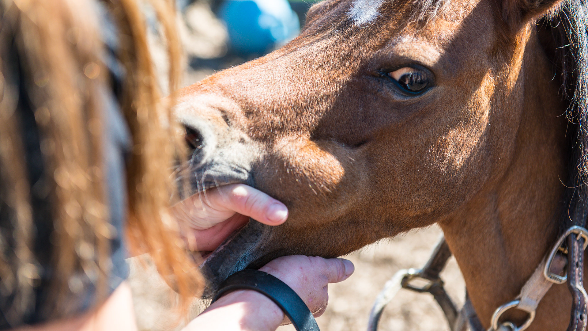 Melissa places her hand inside the mouth.