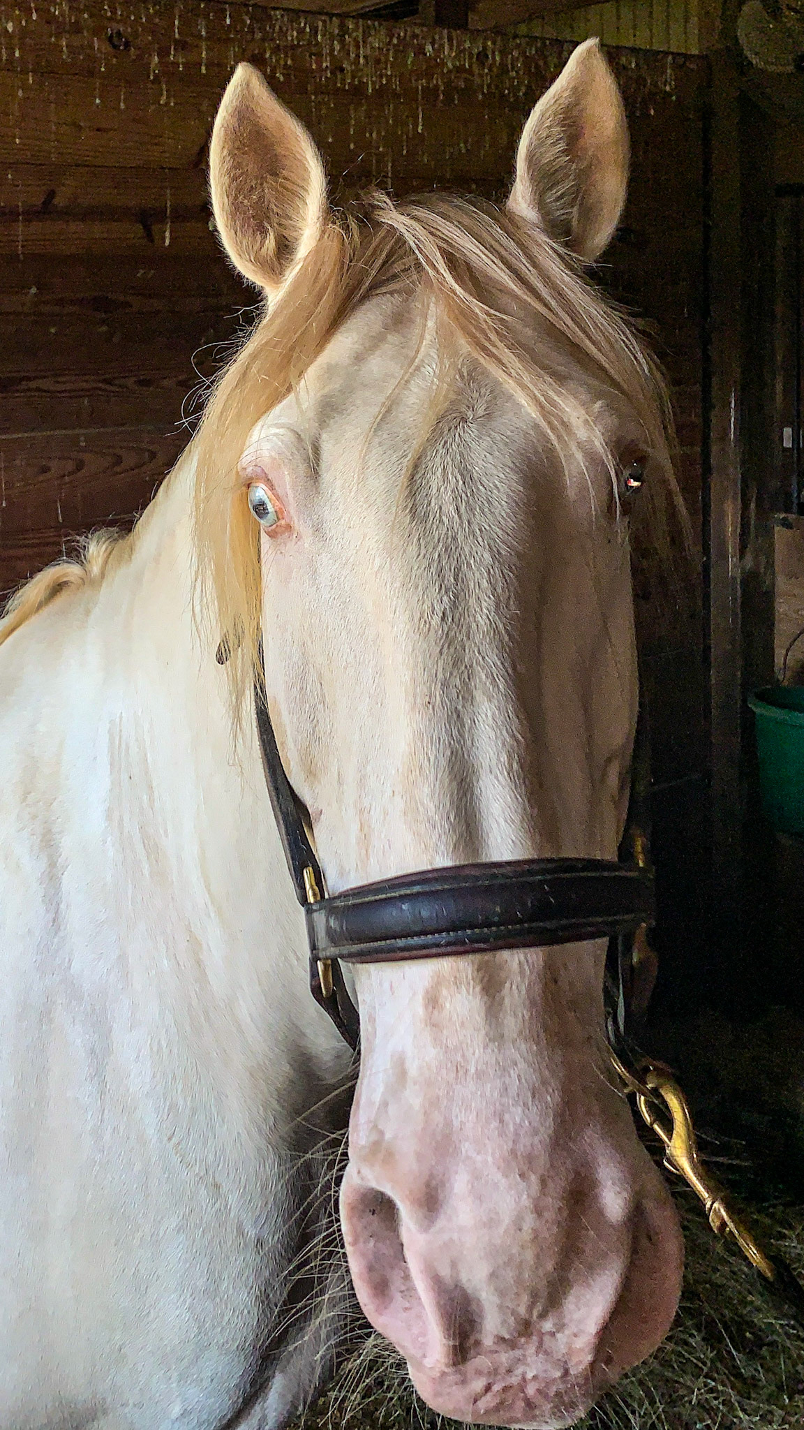 This is a double cream dilution of a red based horse (chestnut) making him a Cremello.  A single dilution would be a palomino but the pink skin and pale blue eyes are common with Cremello horses.