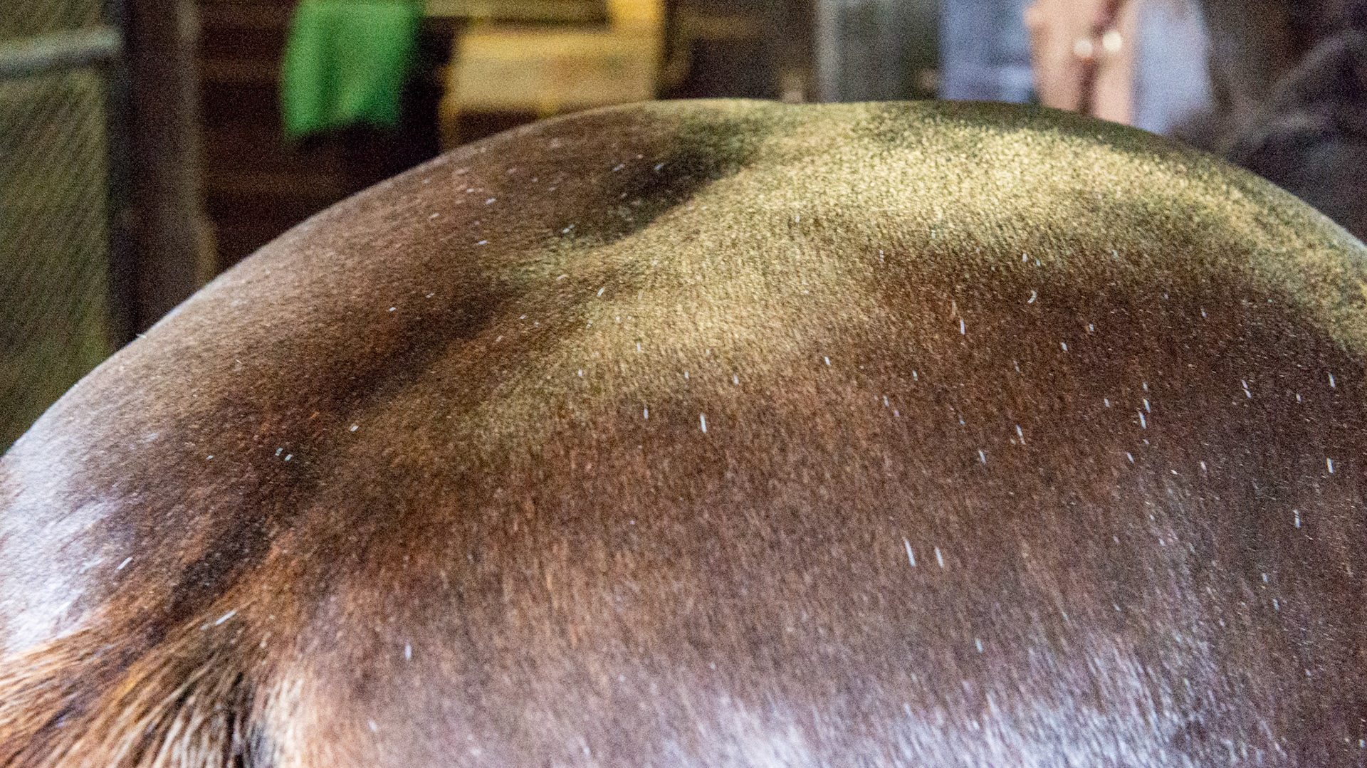 Horse B - BCS 8 - Fat ~ Discernible crease down spine and ribs difficult to feel.  The neck is large for the horse. Fat is deposited on the tail head, withers, shoulders, neck, inner thighs.