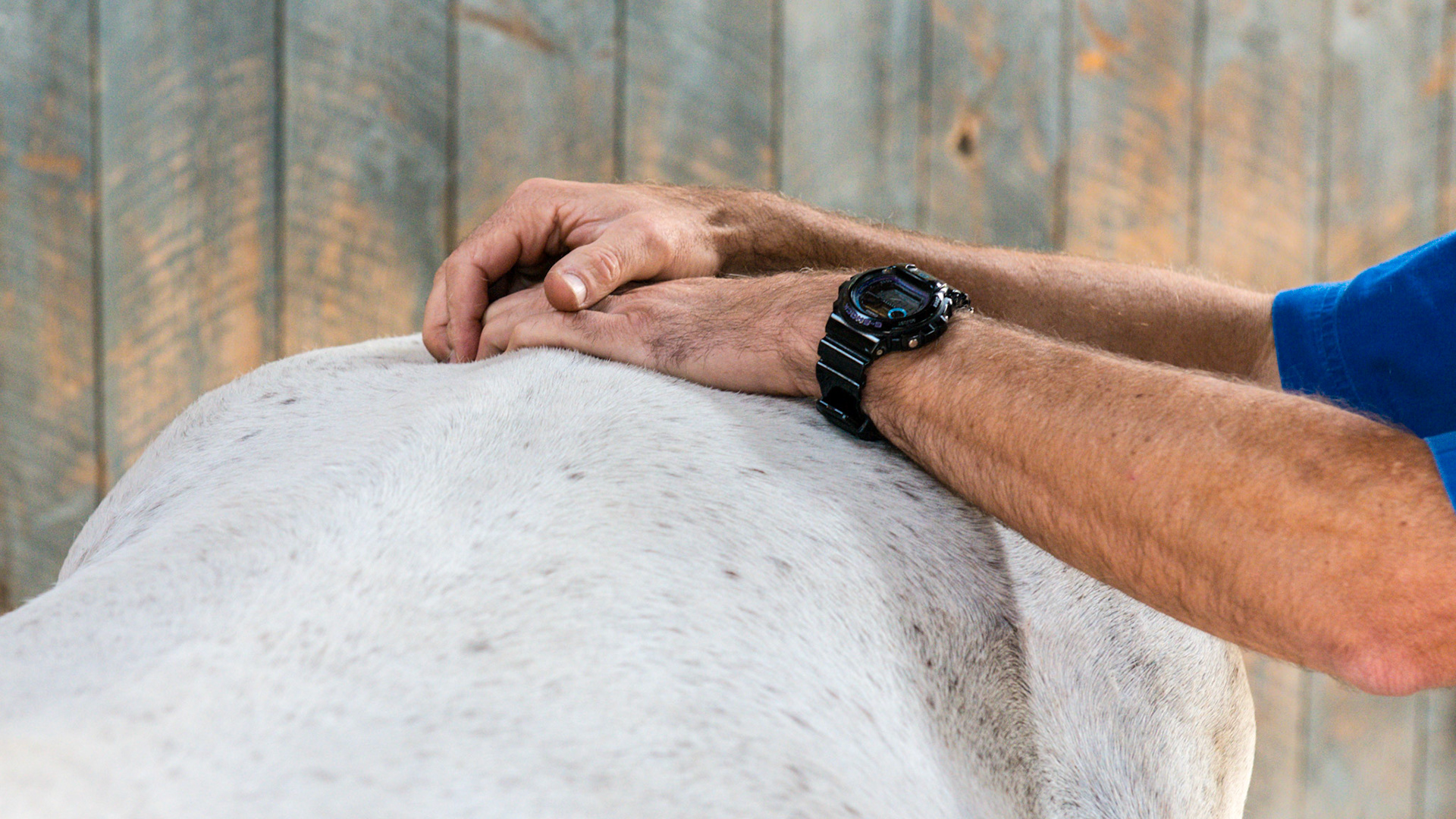 A veterinarian applying chiropractic therapy to a horse