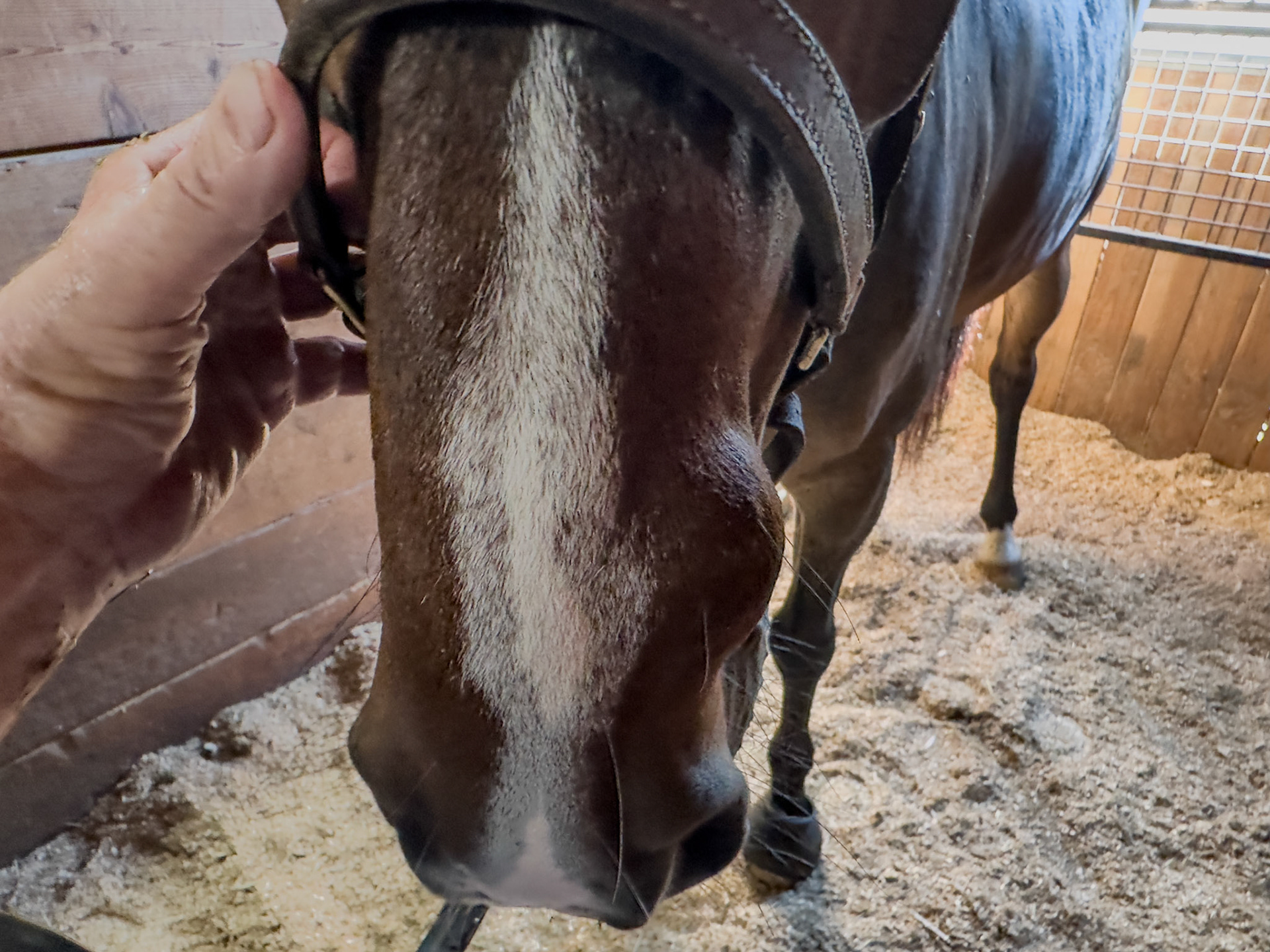 Epidermal inclusion cysts, also known as atheromas in horses, are painless masses usually found near the false nostril. This cyst developed about four years ago and has gradually enlarged. The owner monitors its progression since surgery could cause complications. The cyst doesn’t bother the horse.