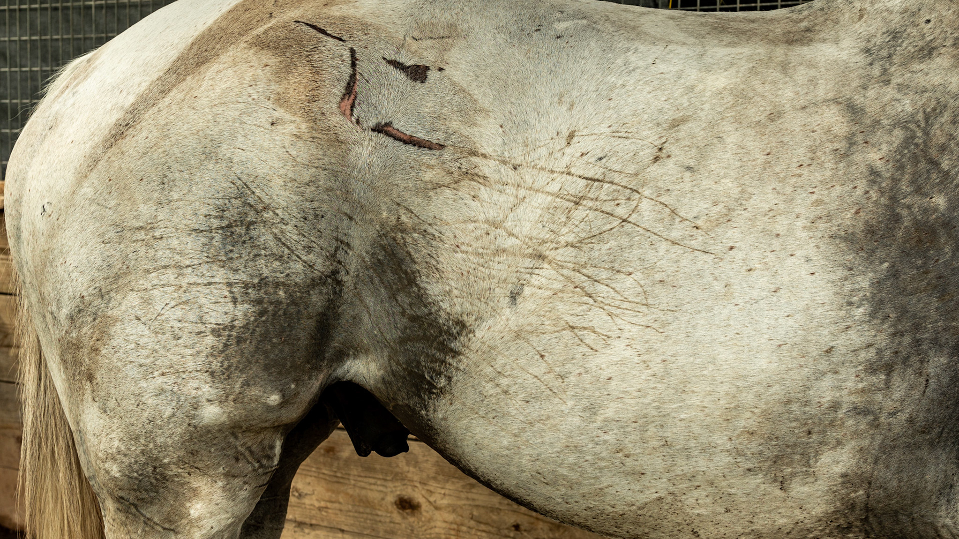 The stripes along this horse's flank look like they are part of the scrap seen on his hip. But these long "whip marks" is only his muddy tail marking his sides as he swipes at flies.  This horse was also sweating profusly because the temperature was about 90 F and the humidity was very high.