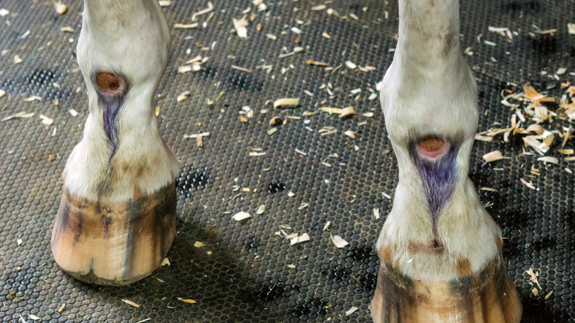 This old horse has difficulty getting up from laying down which has resulted in pressure sores on the front of both front fetlocks.  This ares is used to to raise her body like a cow, rather than extending her front limbs to rise on her hooves.