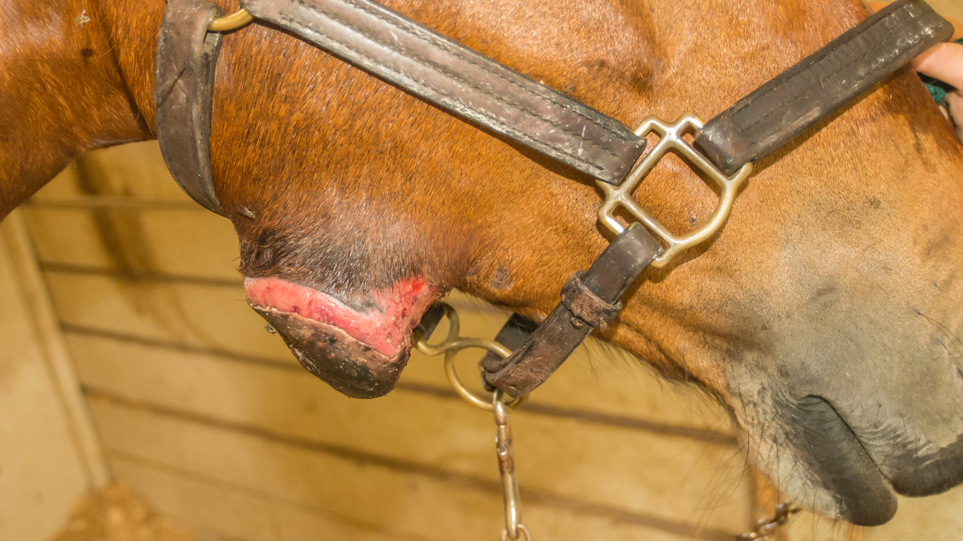 Horse C - 3 small fly bites and 2 resolved. But this one has grown and is unresponsive to all treatments. Horse is well cared for. No biopsy done. Non-painful. See 1 year later pictures labeled “Horse C”