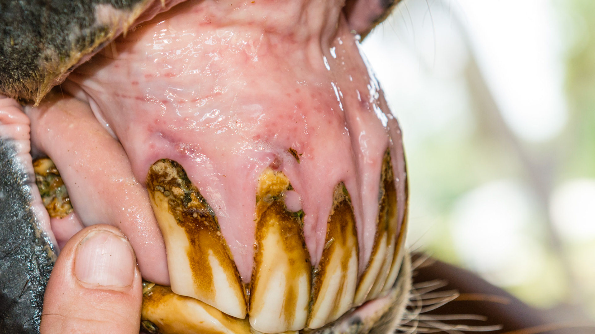 EOTRH horse 16 - with mandibular bone enlargement and receding gum line in a 24 year old horse.