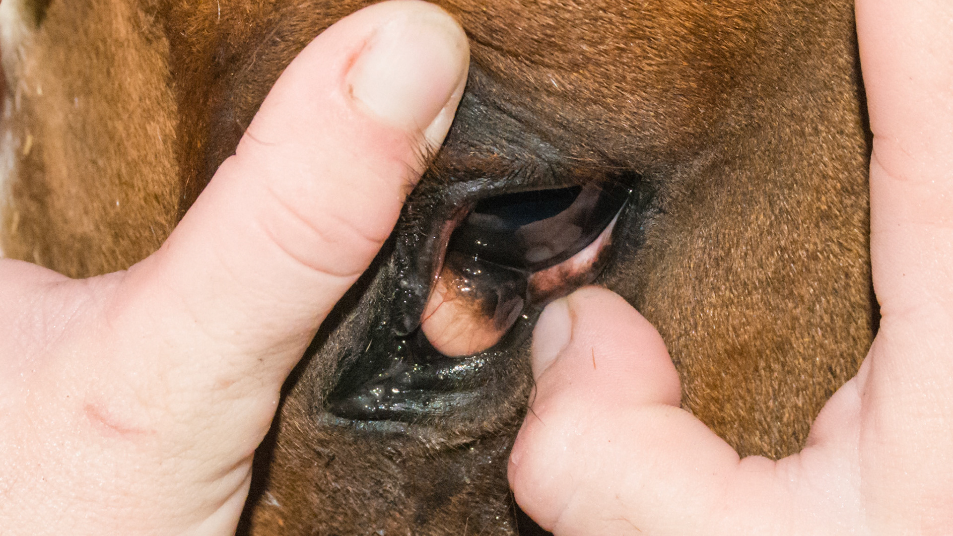 Close up of the enlarged third eyelid or nictitating membrane in the left eye. The fingers press the eye into the socket which passively brings the third eyelid out.