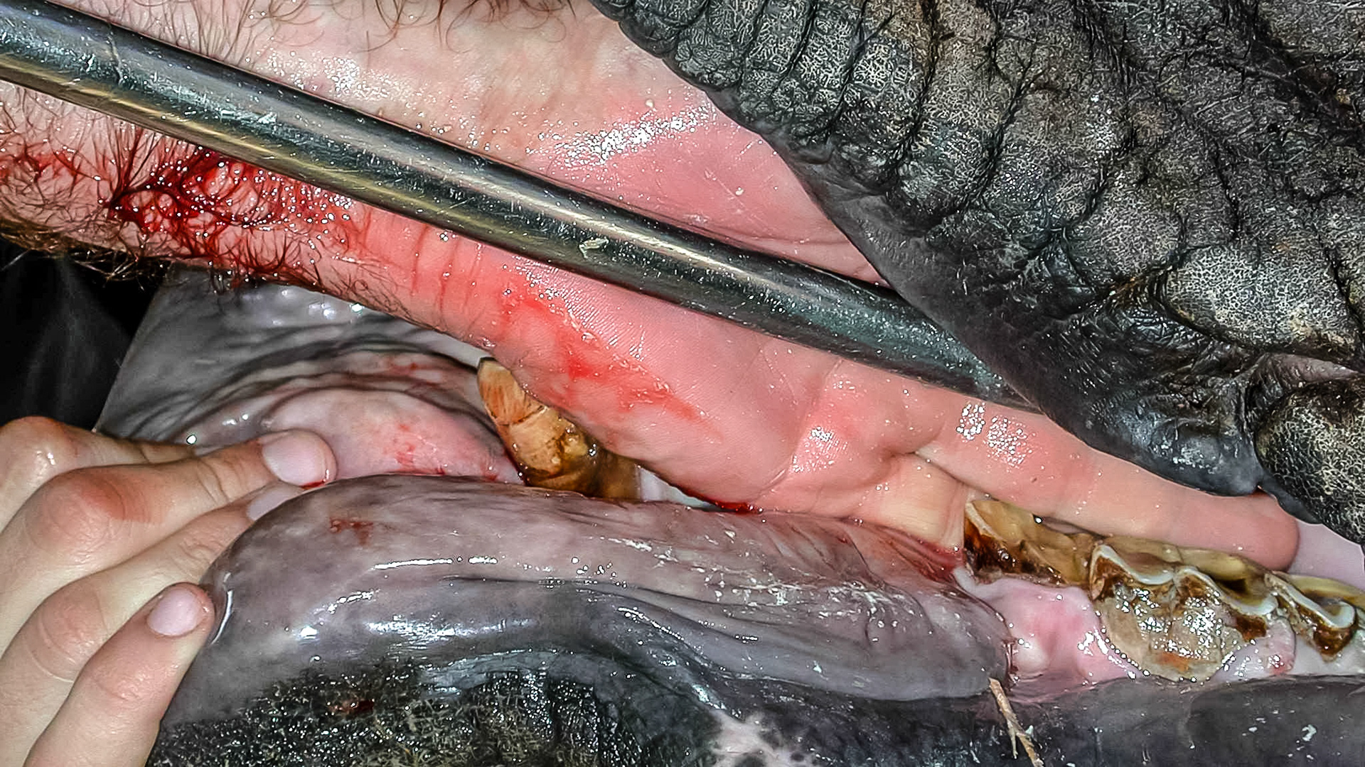 A rhinoceros I have worked on.