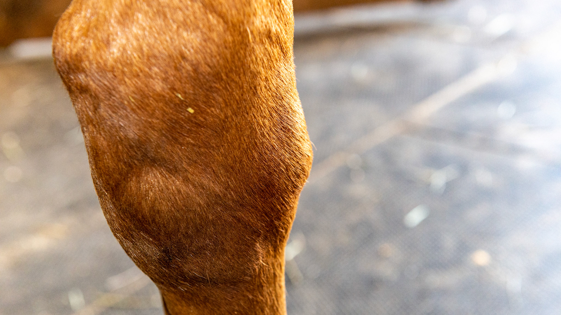 Fluid filling upper limbs - unknown cause with no treatment as it isn’t bothering this horse.