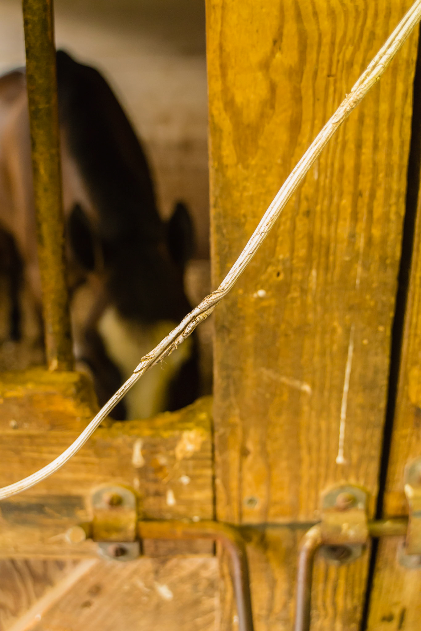 This horse has chewed the electric wire to the stall fan.