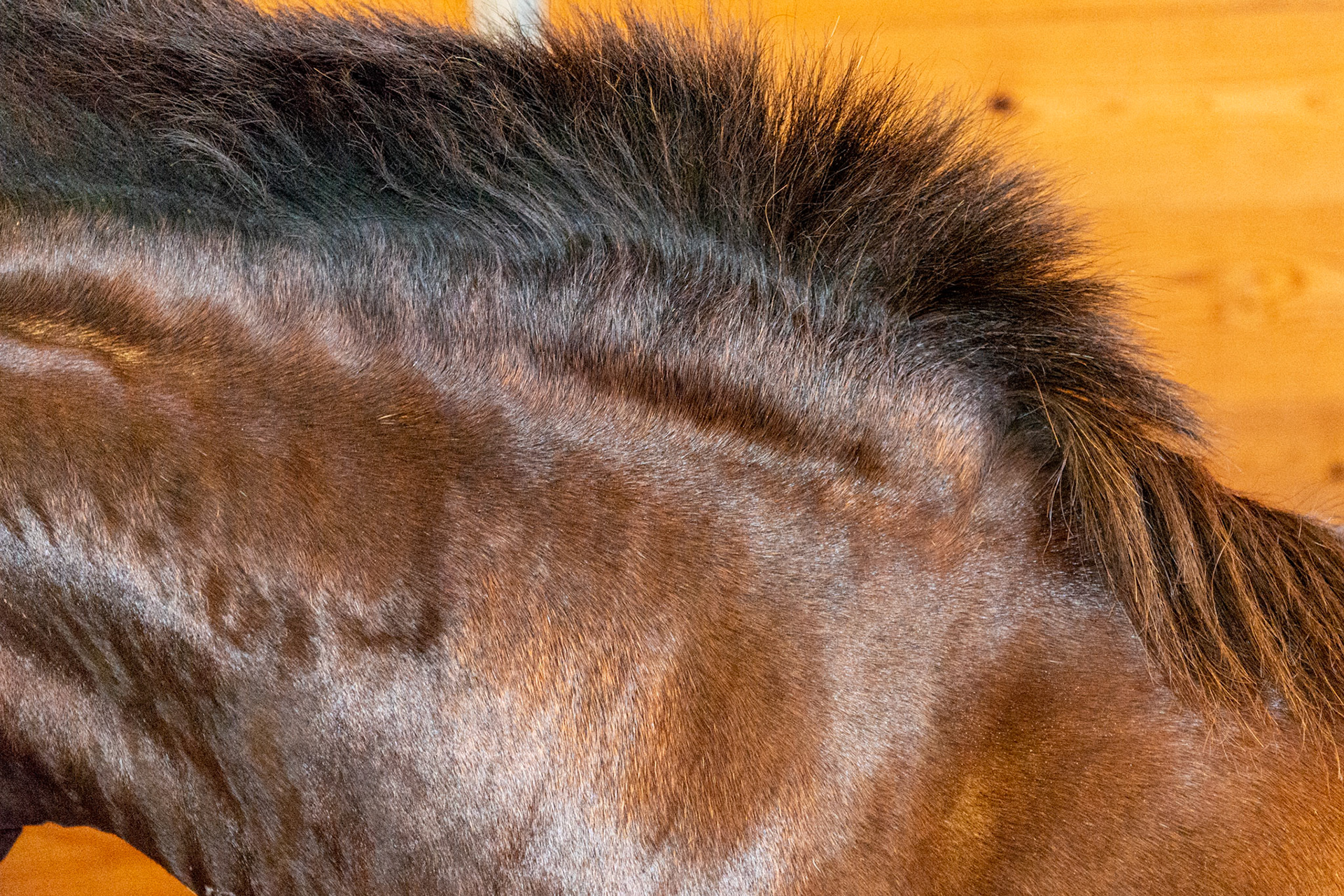 Horse B - BCS 8 - Fat ~ Discernible crease down spine and ribs difficult to feel.  The neck is large for the horse. Fat is deposited on the tail head, withers, shoulders, neck, inner thighs.
