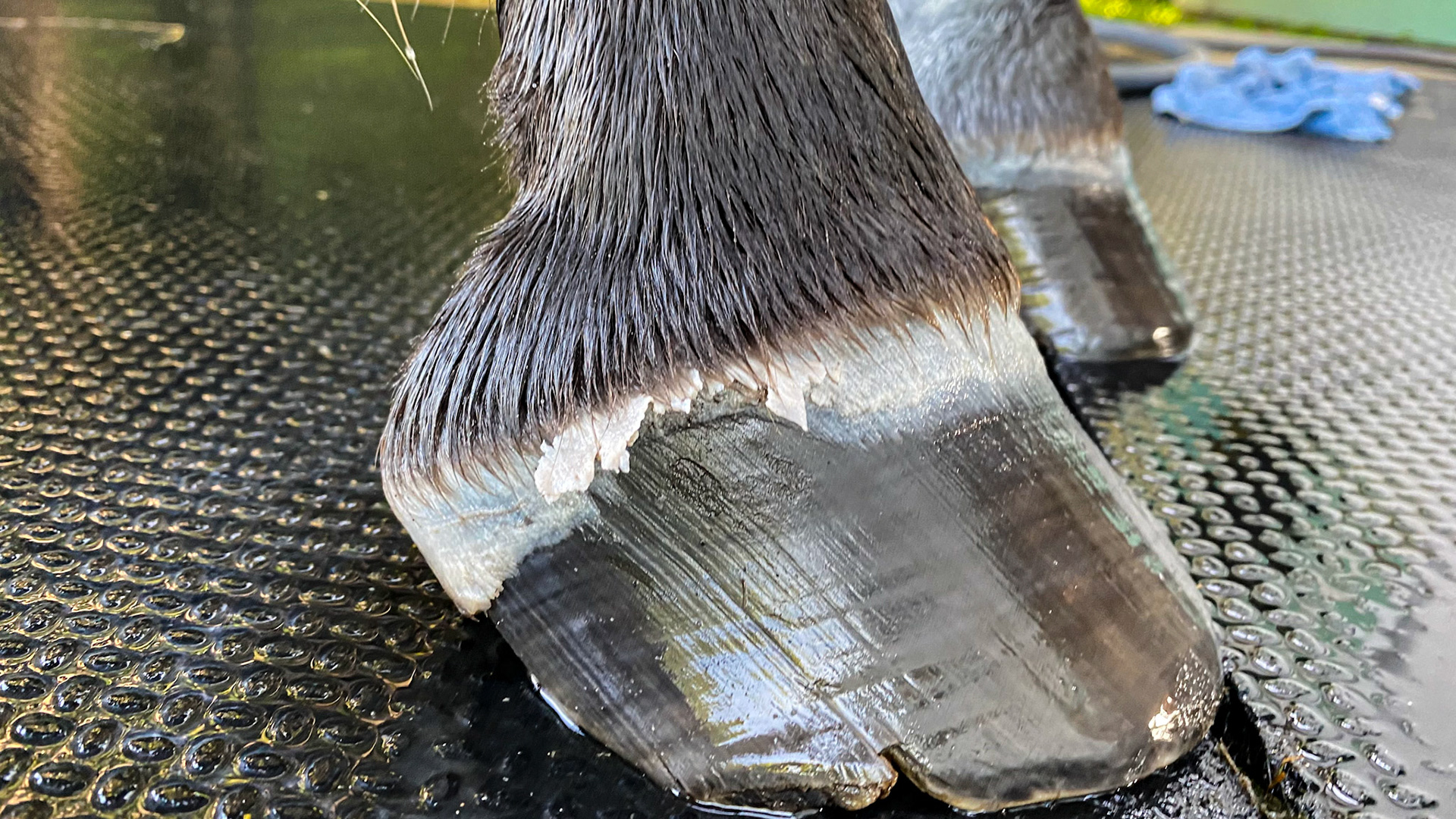 Macerated periople on hooves when the horse stands in water. Note the even and parallel hoof tubules in the wall which is an indicator of good hoof health.