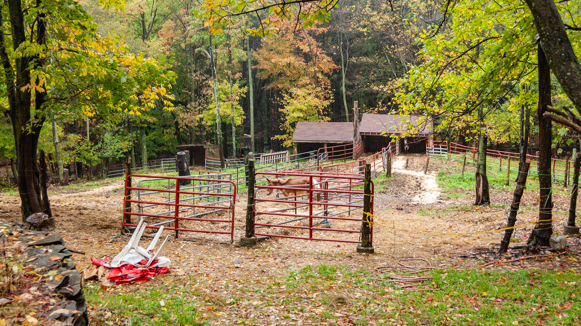 There is little pasture on this farm. The horses are unhealthy in this wet and muddy environment. There is a path made of fresh shavings made for my visit.  The fence is made of gate sections and rope and baling twine.